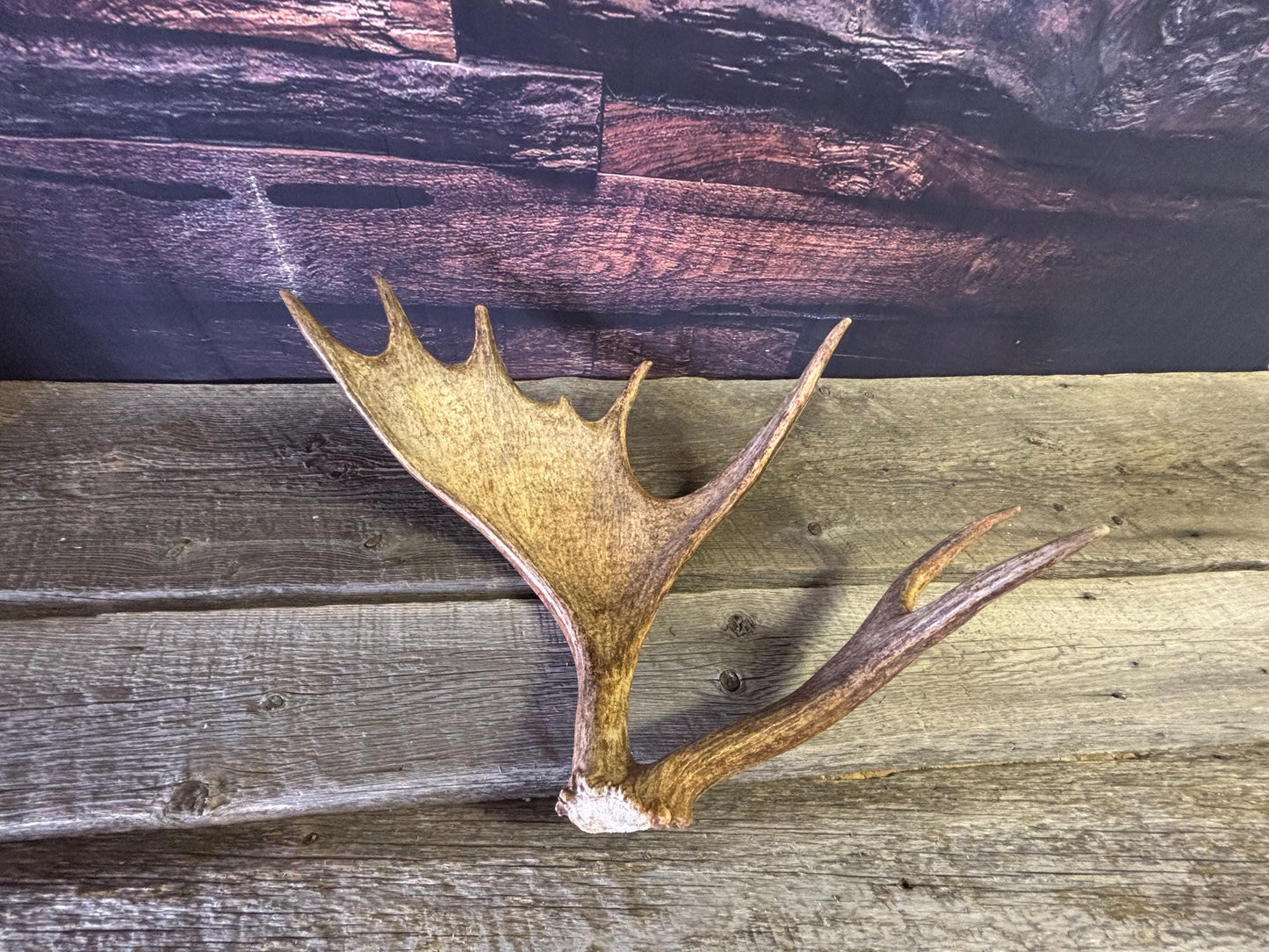 Bull Moose Antler. Unusual & Medium sized. For Crafting, Decor and More