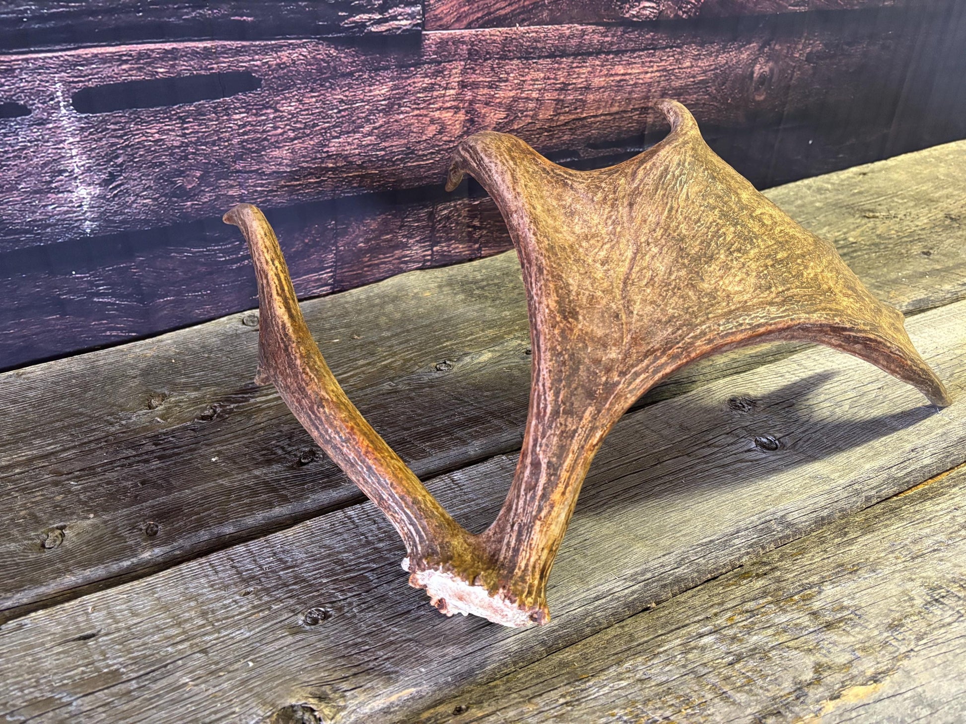 Bull Moose Antler. Unusual & Medium sized. For Crafting, Decor and More