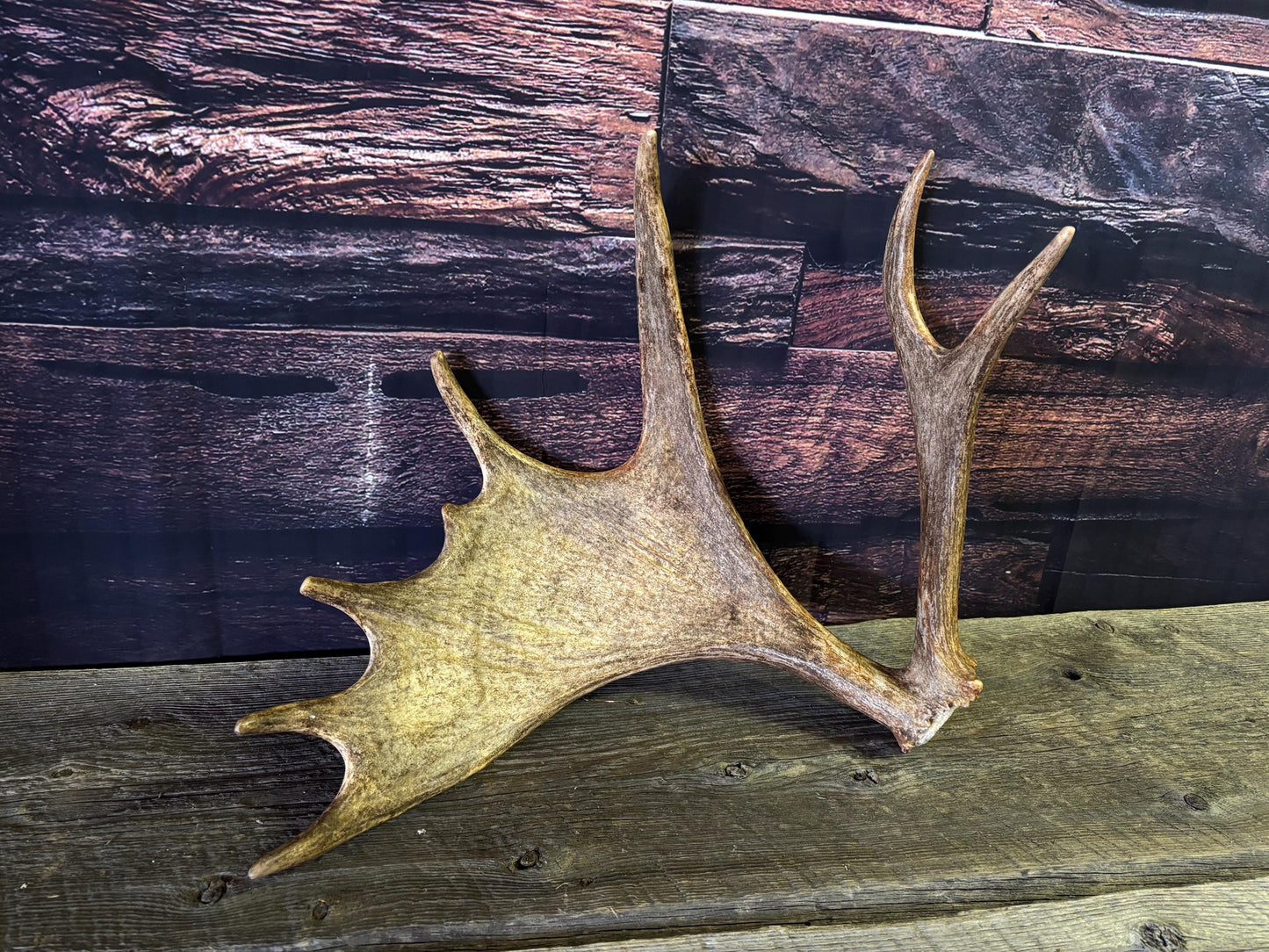 Bull Moose Antler. Unusual & Medium sized. For Crafting, Decor and More