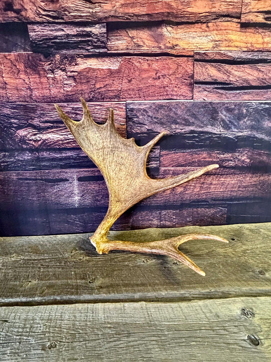 Bull Moose Antler. Unusual & Medium sized. For Crafting, Decor and More