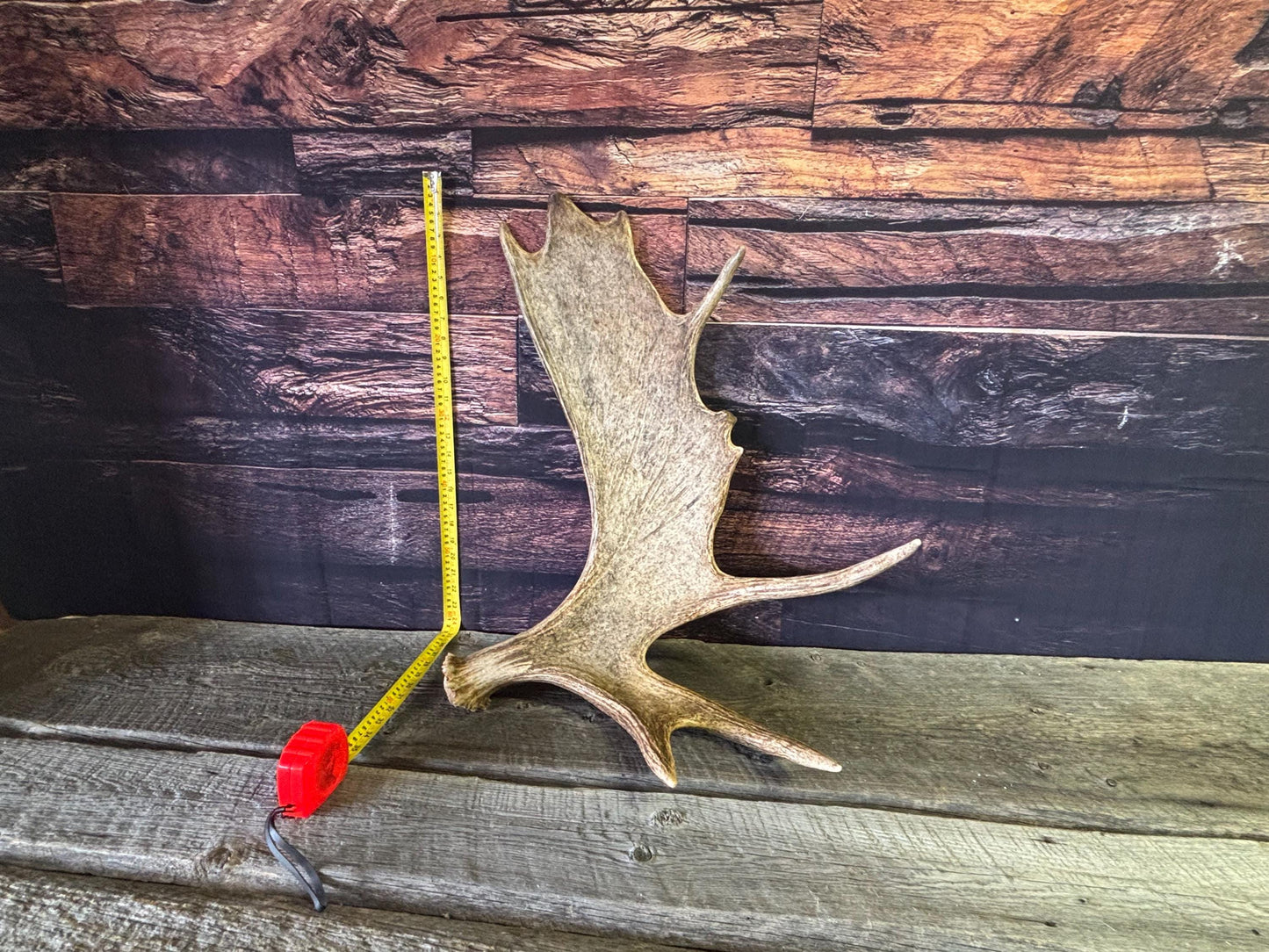Bull Moose Antler. Classic, Premium Moose Antler for Crafting, Decor and More!