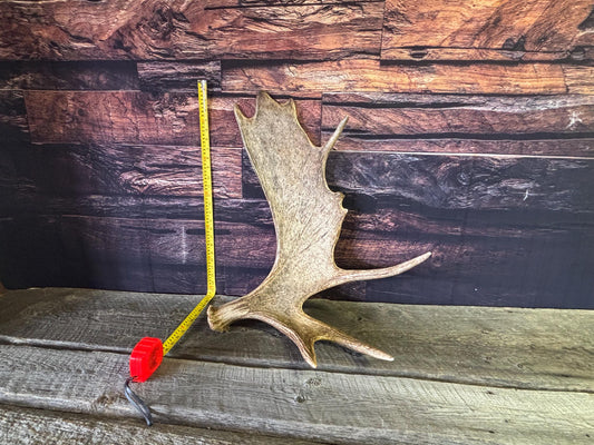 Bull Moose Antler. Classic, Premium Moose Antler for Crafting, Decor and More!