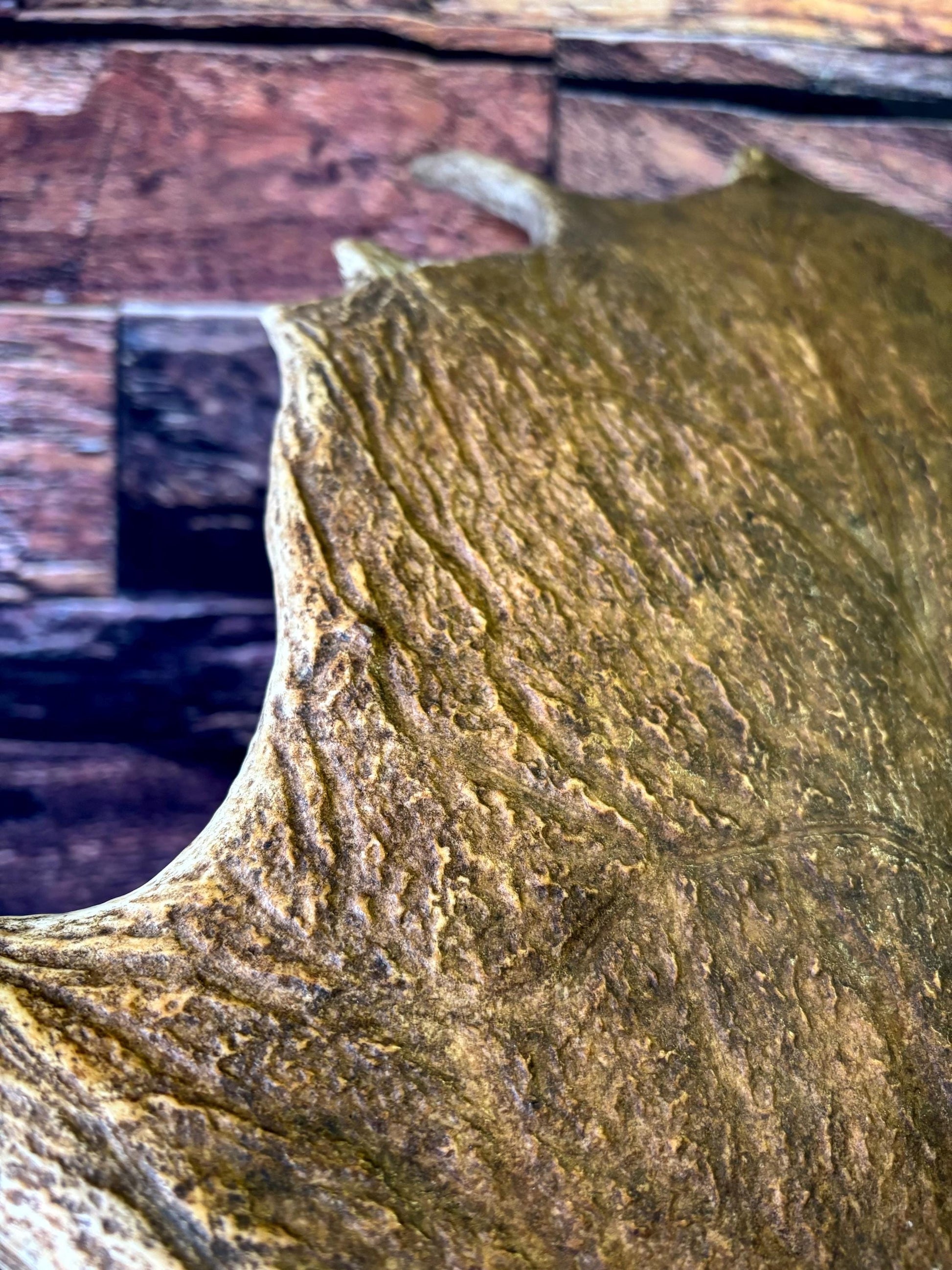 Bull Moose Antler. Classic, Premium Moose Antler for Crafting, Decor and More!
