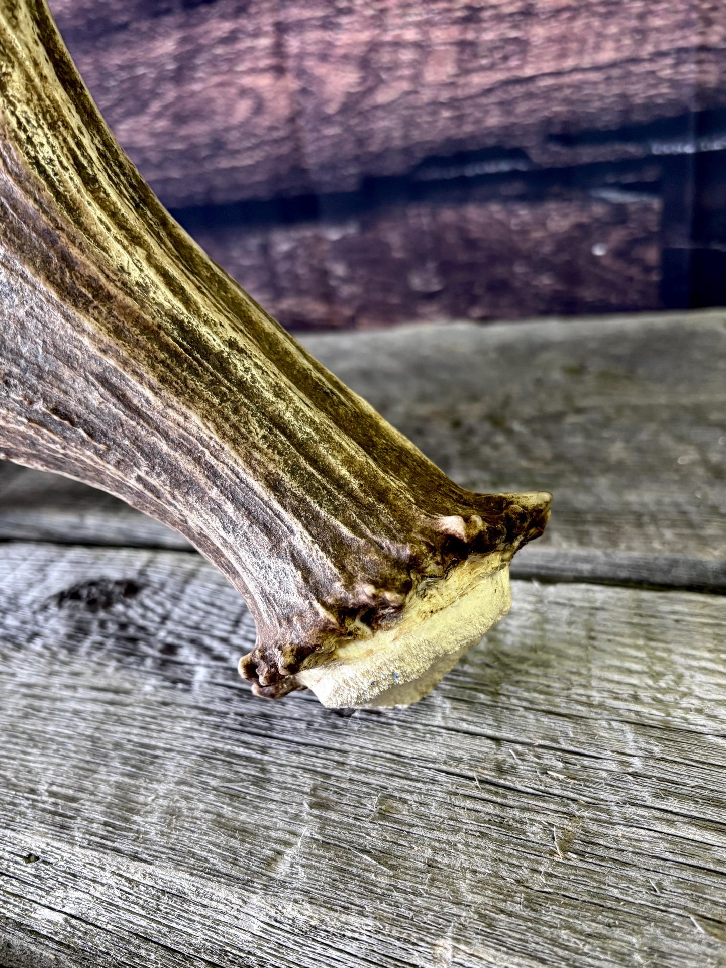 Bull Moose Antler. Classic, Premium Moose Antler for Crafting, Decor and More!