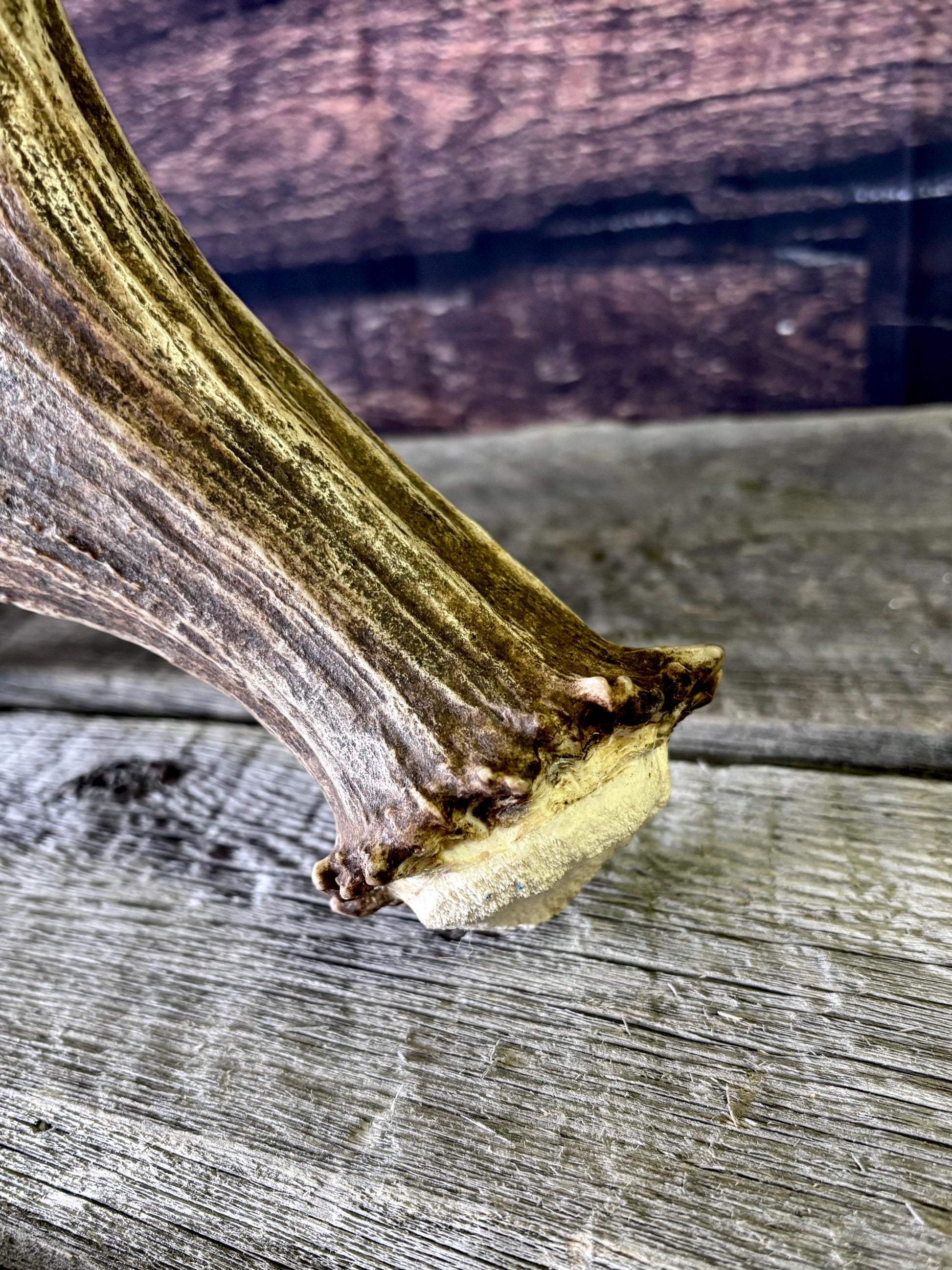 Bull Moose Antler. Classic, Premium Moose Antler for Crafting, Decor and More!