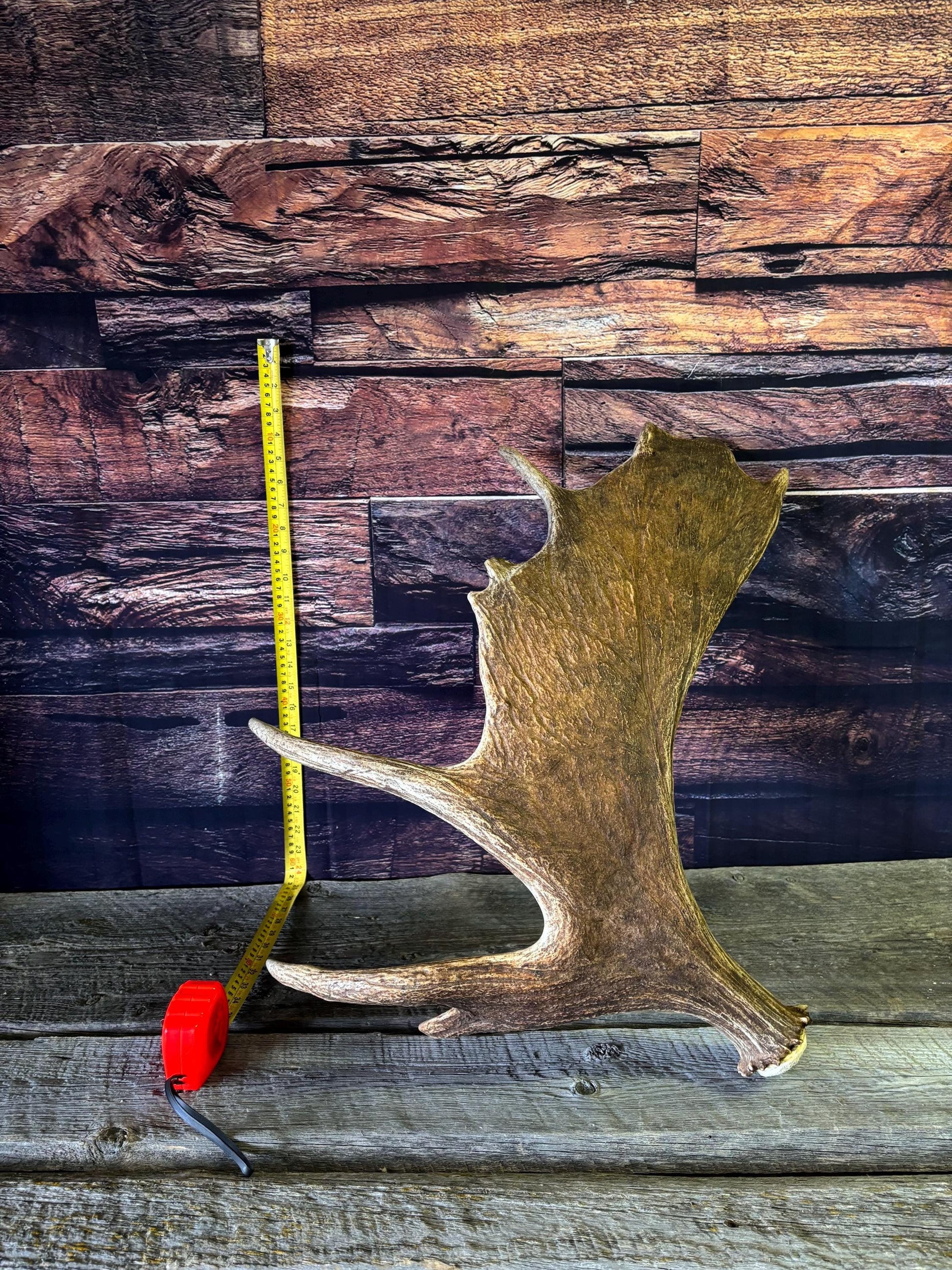 Bull Moose Antler. Classic, Premium Moose Antler for Crafting, Decor and More!