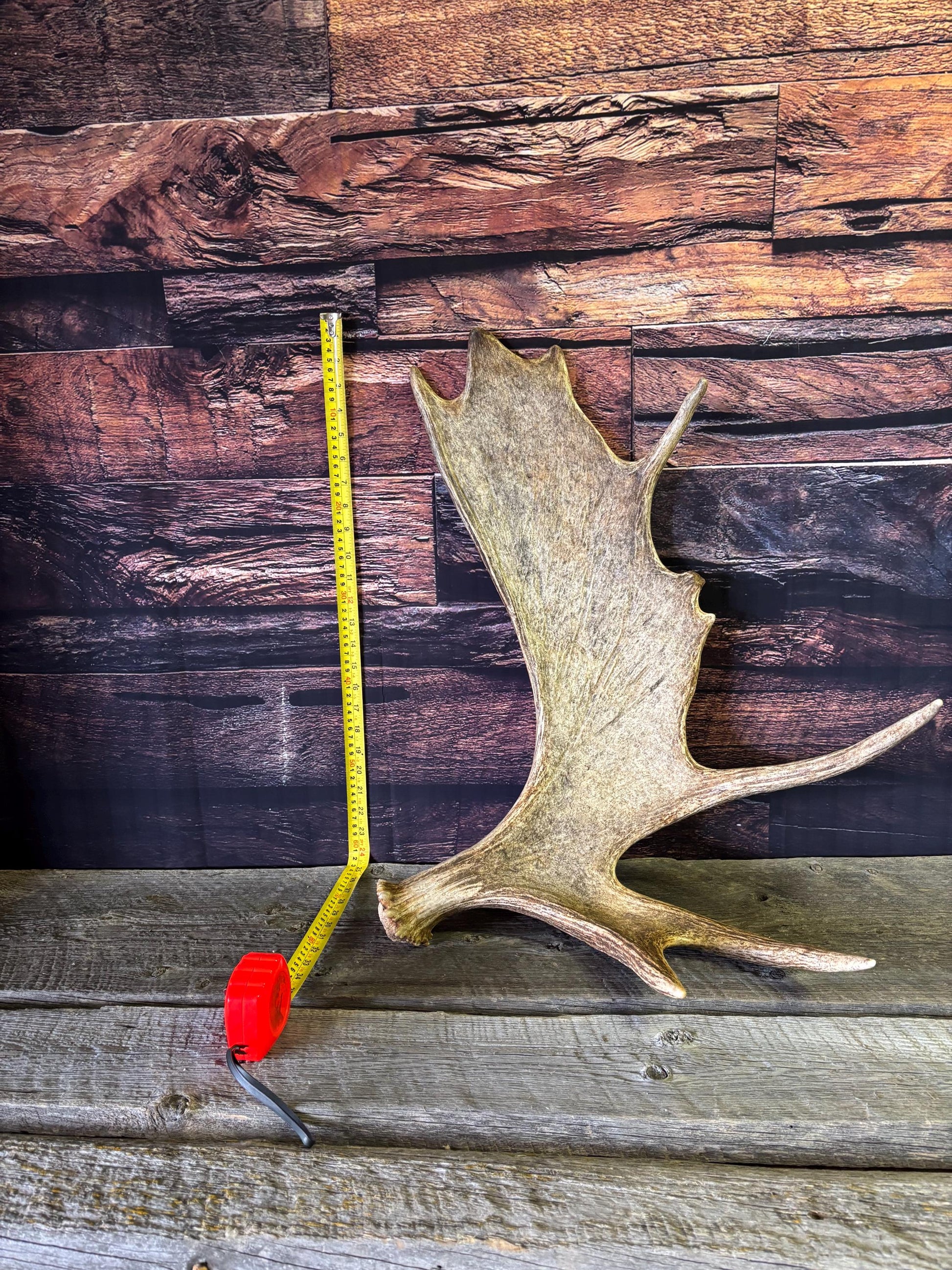 Bull Moose Antler. Classic, Premium Moose Antler for Crafting, Decor and More!