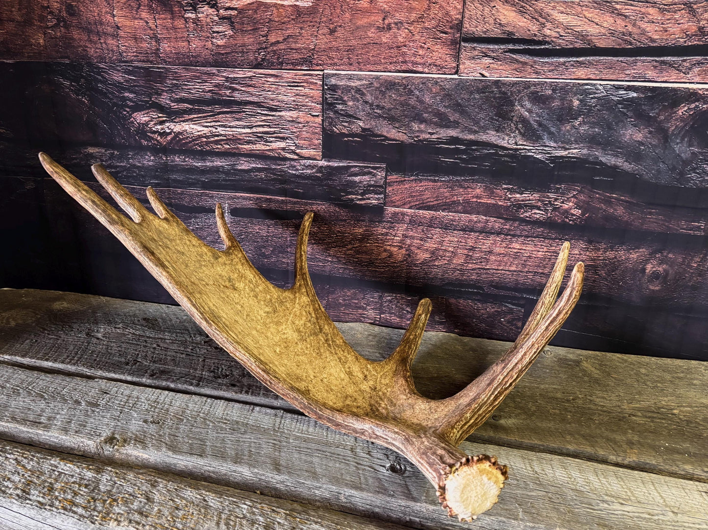 Bull Moose Antler. Perfect Condition, Large Moose Antler for Crafting, Decor and More!