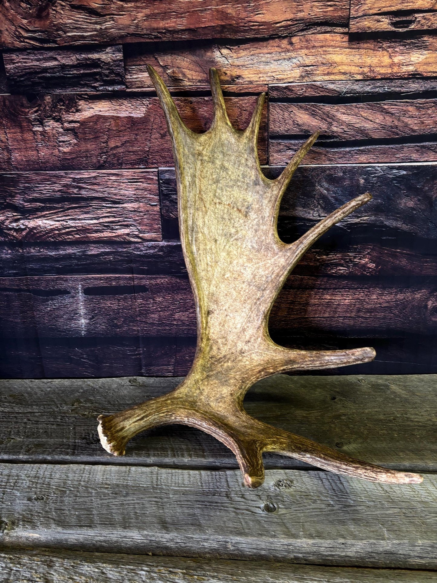 Bull Moose Antler. Perfect Condition, Large Moose Antler for Crafting, Decor and More!