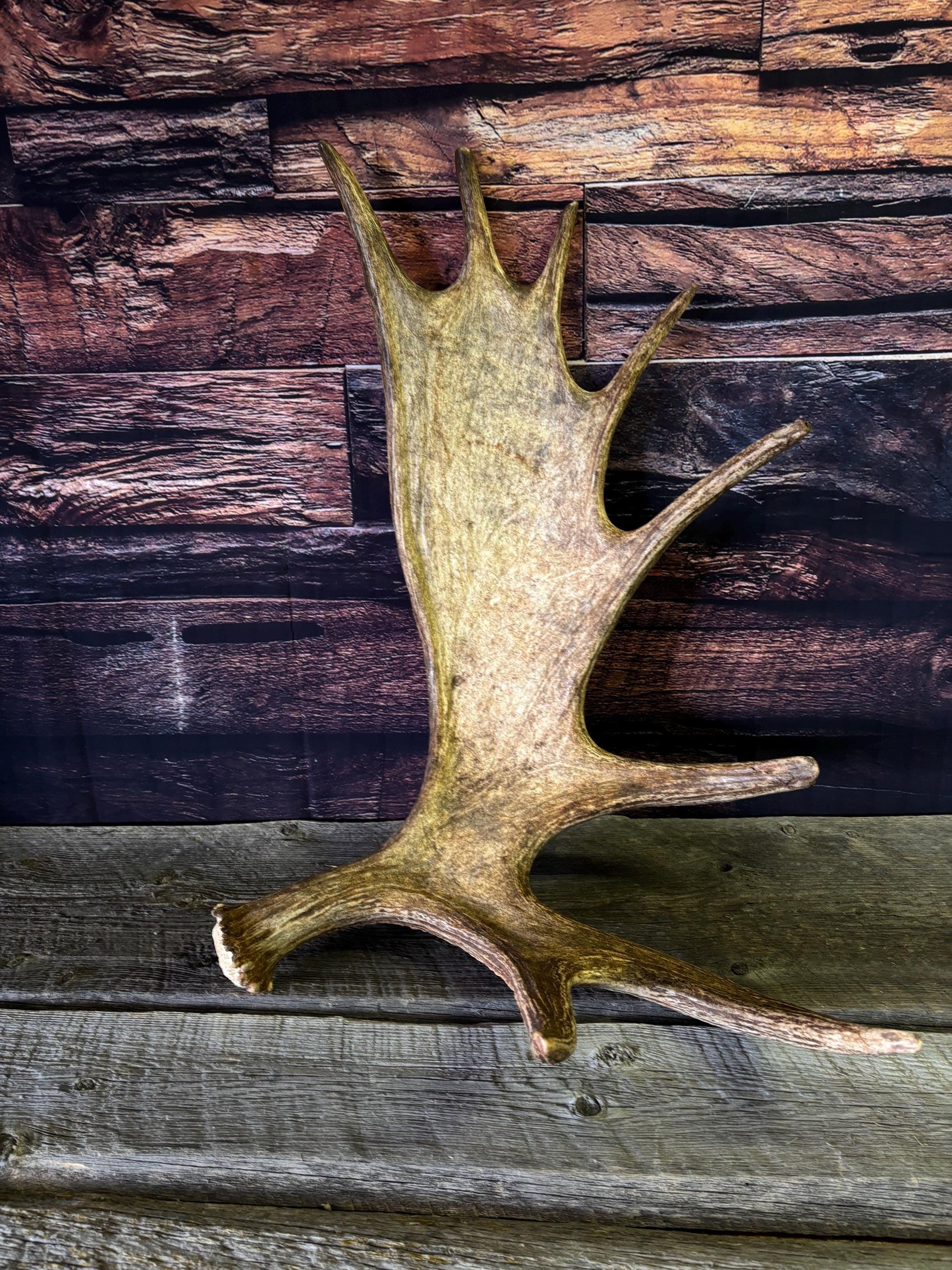 Bull Moose Antler. Perfect Condition, Large Moose Antler for Crafting, Decor and More!