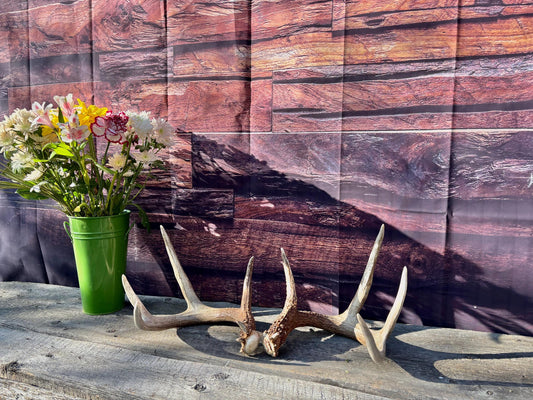 Deer Antlers - White-tailed deer Matching Set. Wild Canadian Whitetail Buck Antlers