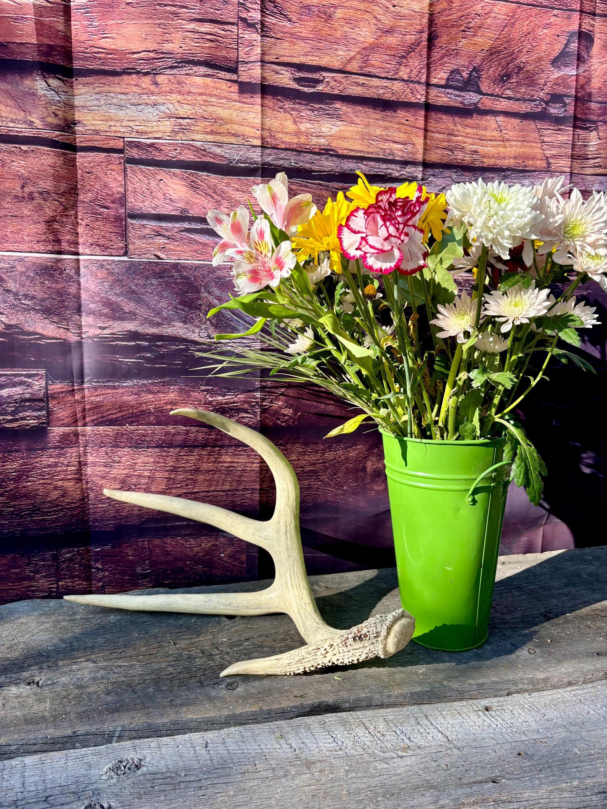 White-tailed Deer Antler. Classic, Large Canadian Buck. Crafting and Decor Antlers
