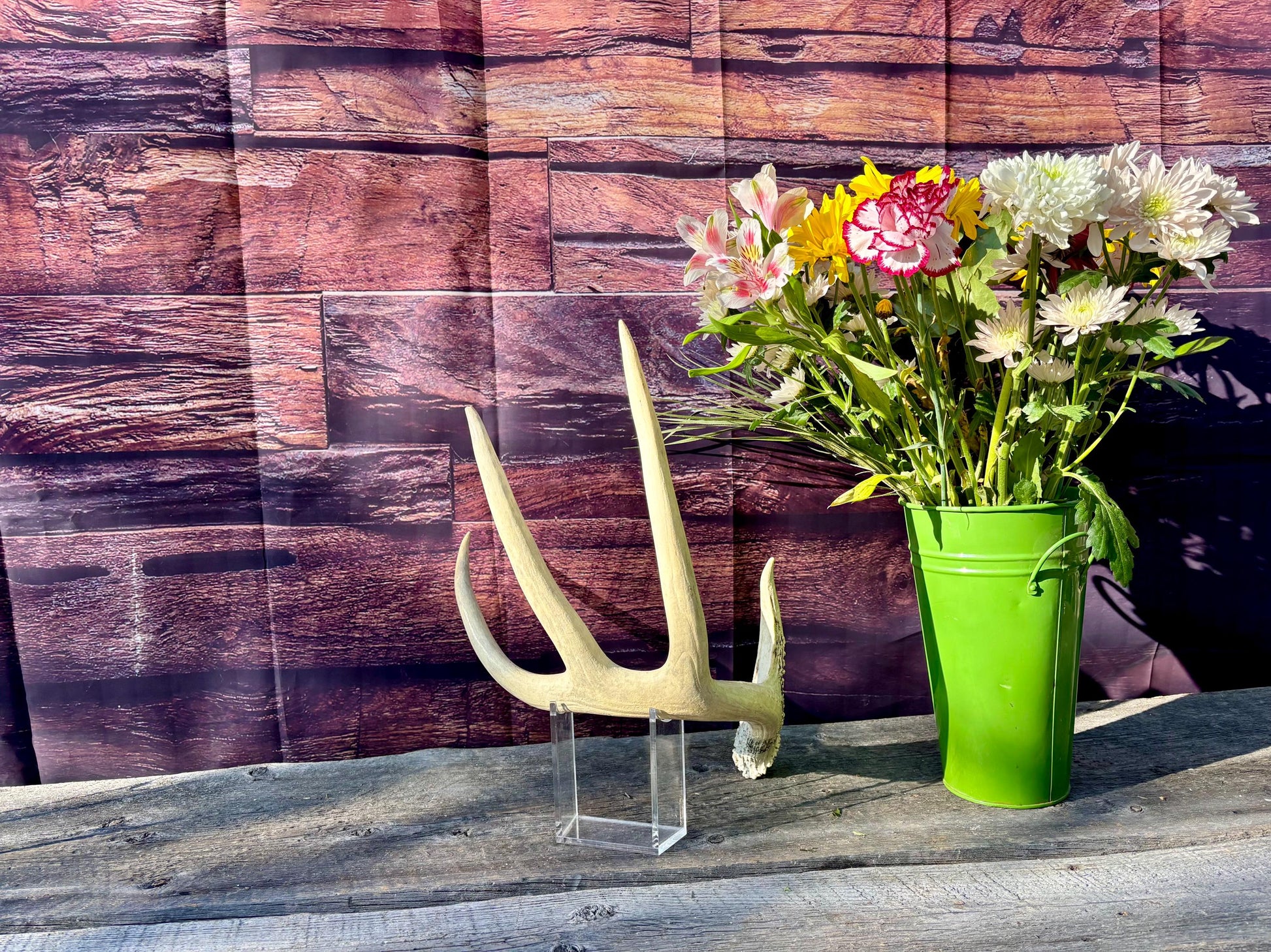 White-tailed Deer Antler. Classic, Large Canadian Buck. Crafting and Decor Antlers