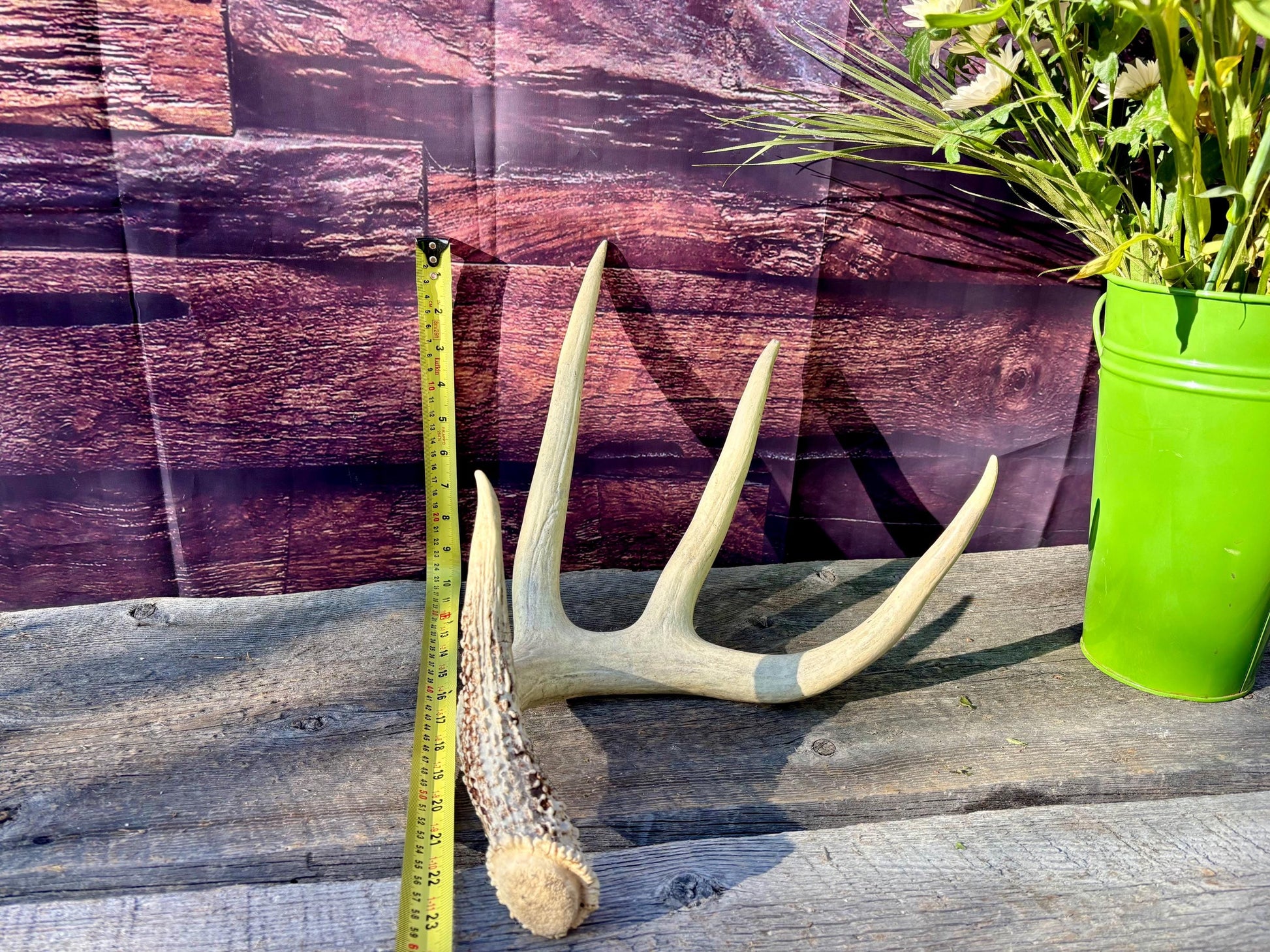 White-tailed Deer Antler. Classic, Large Canadian Buck. Crafting and Decor Antlers