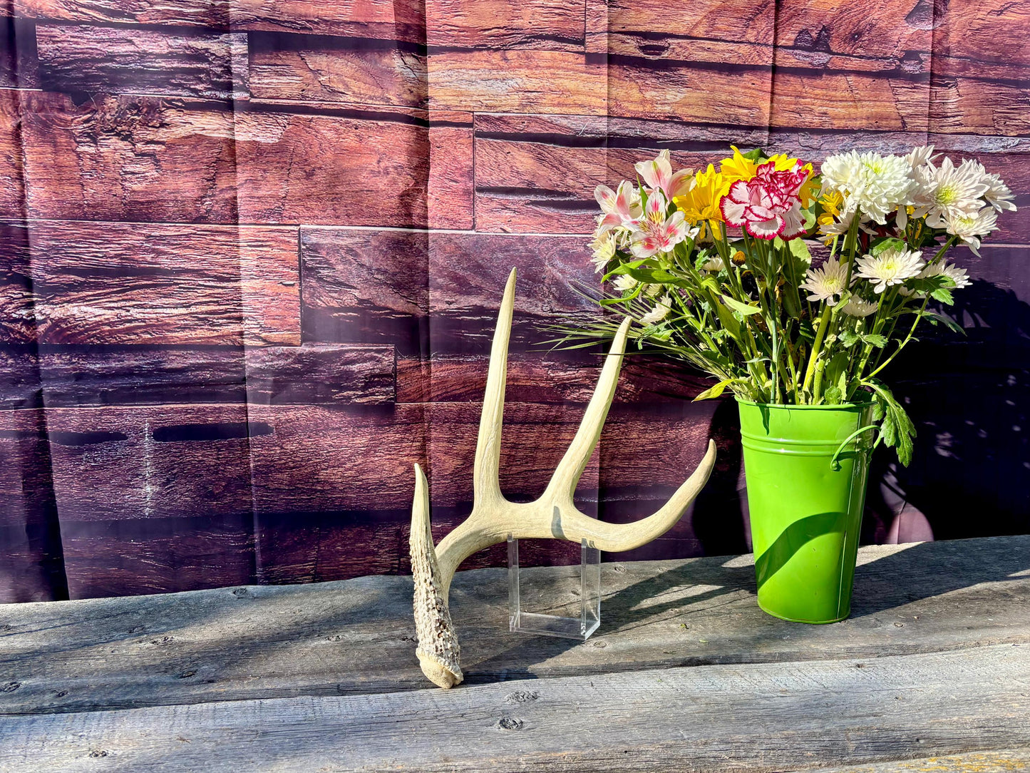 White-tailed Deer Antler. Classic, Large Canadian Buck. Crafting and Decor Antlers