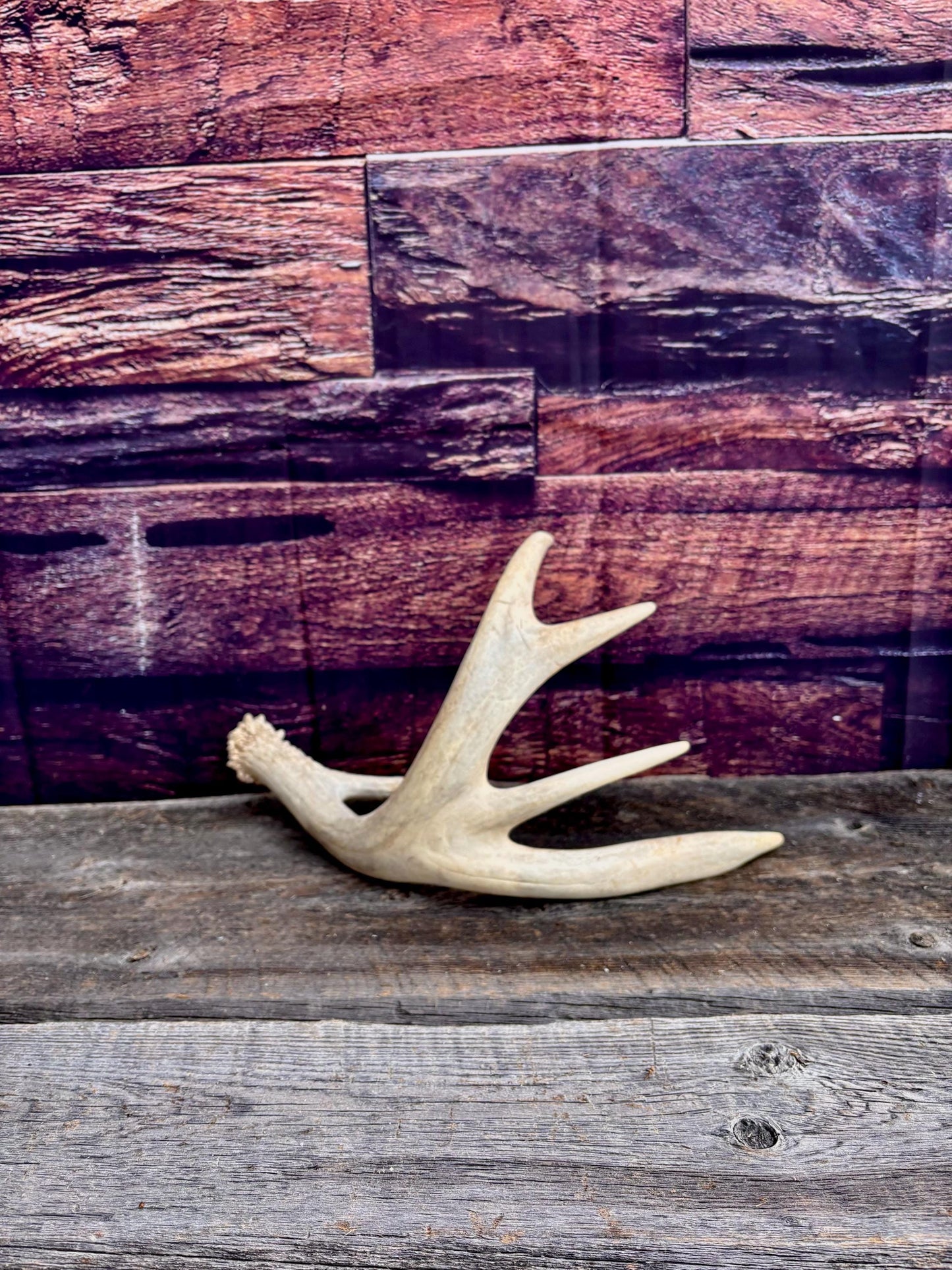 White-tailed Deer Antler. Heavy Mass - Large Canadian Buck. Crafting and Decor Antlers