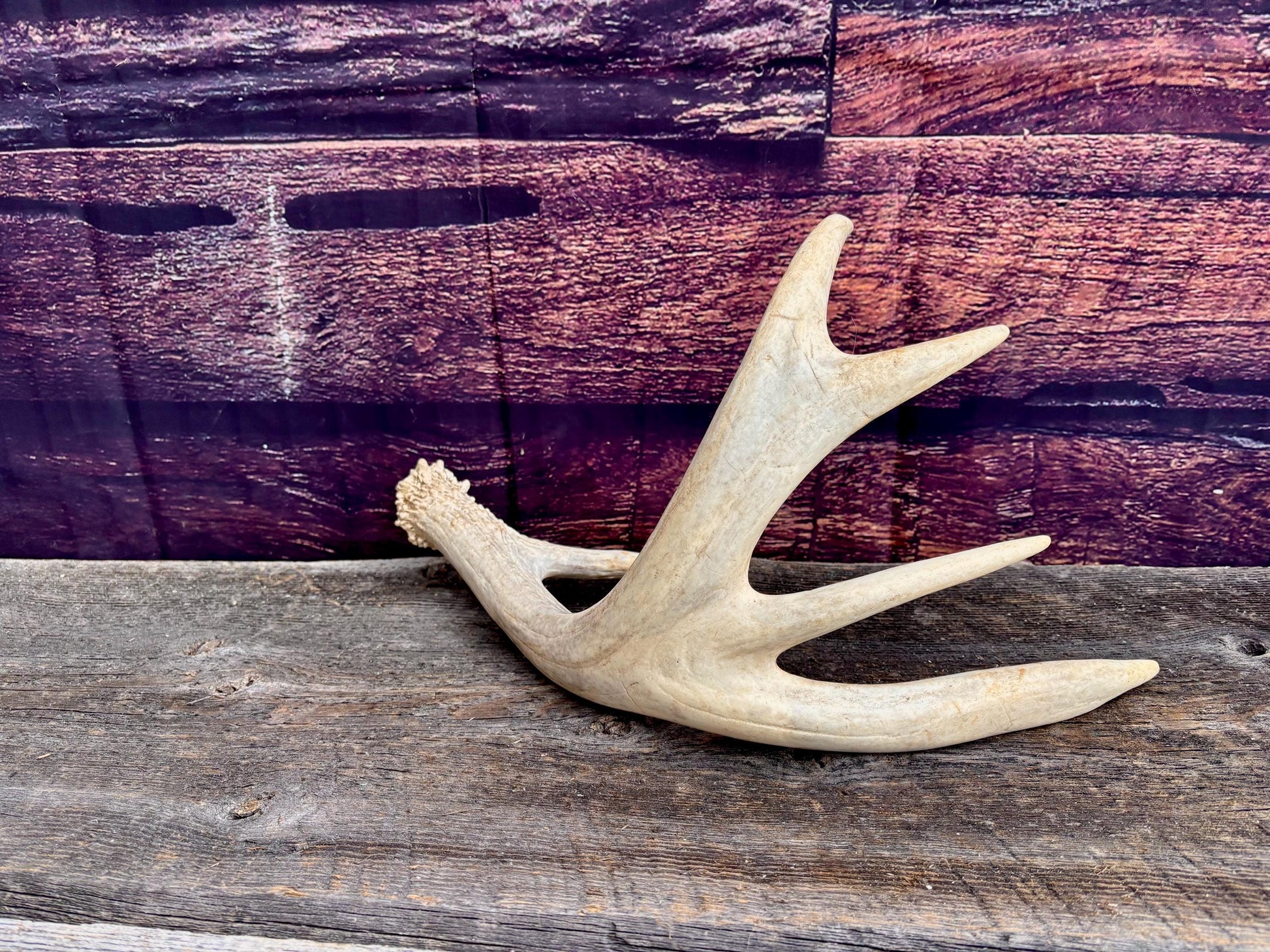 White-tailed Deer Antler. Heavy Mass - Large Canadian Buck. Crafting and Decor Antlers