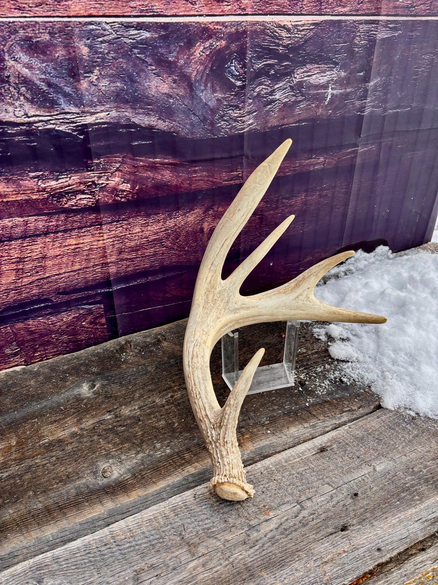 White-tailed Deer Antler. Heavy Mass - Large Canadian Buck. Crafting and Decor Antlers
