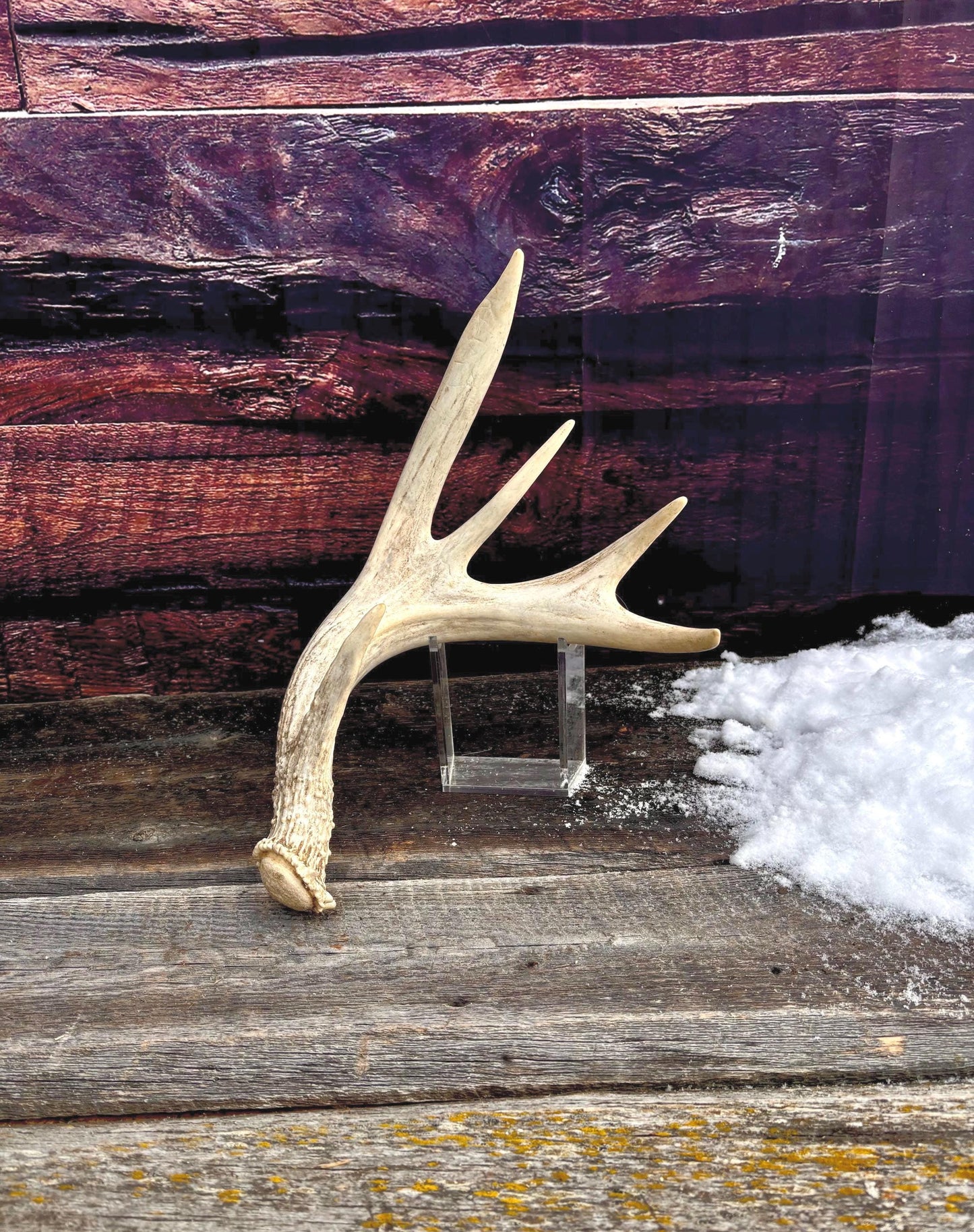 White-tailed Deer Antler. Heavy Mass - Large Canadian Buck. Crafting and Decor Antlers