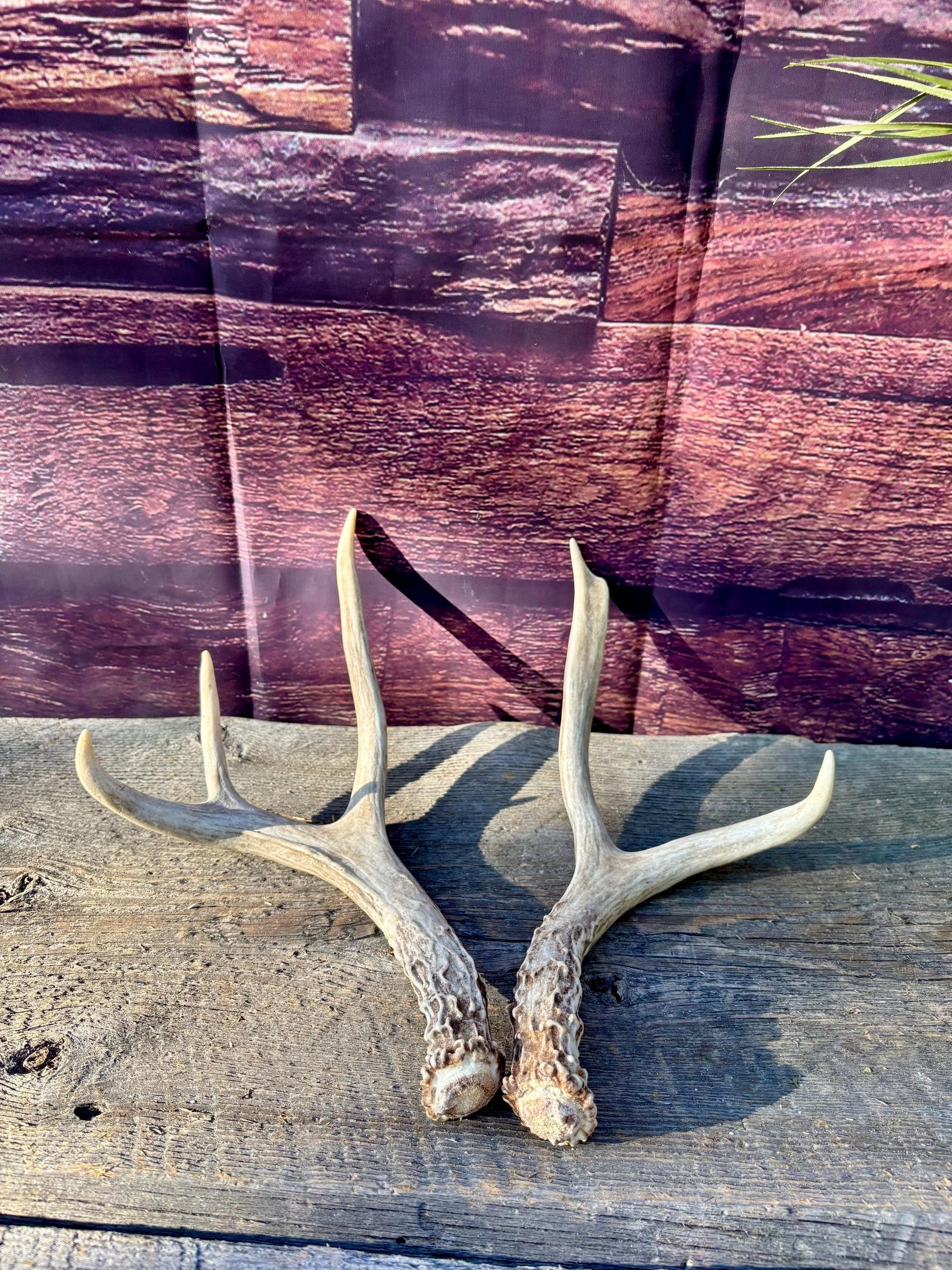 Deer Antlers - Mule deer Matching Set. Wild Canadian Mule deer Buck Antlers for Crafting, Decor and More