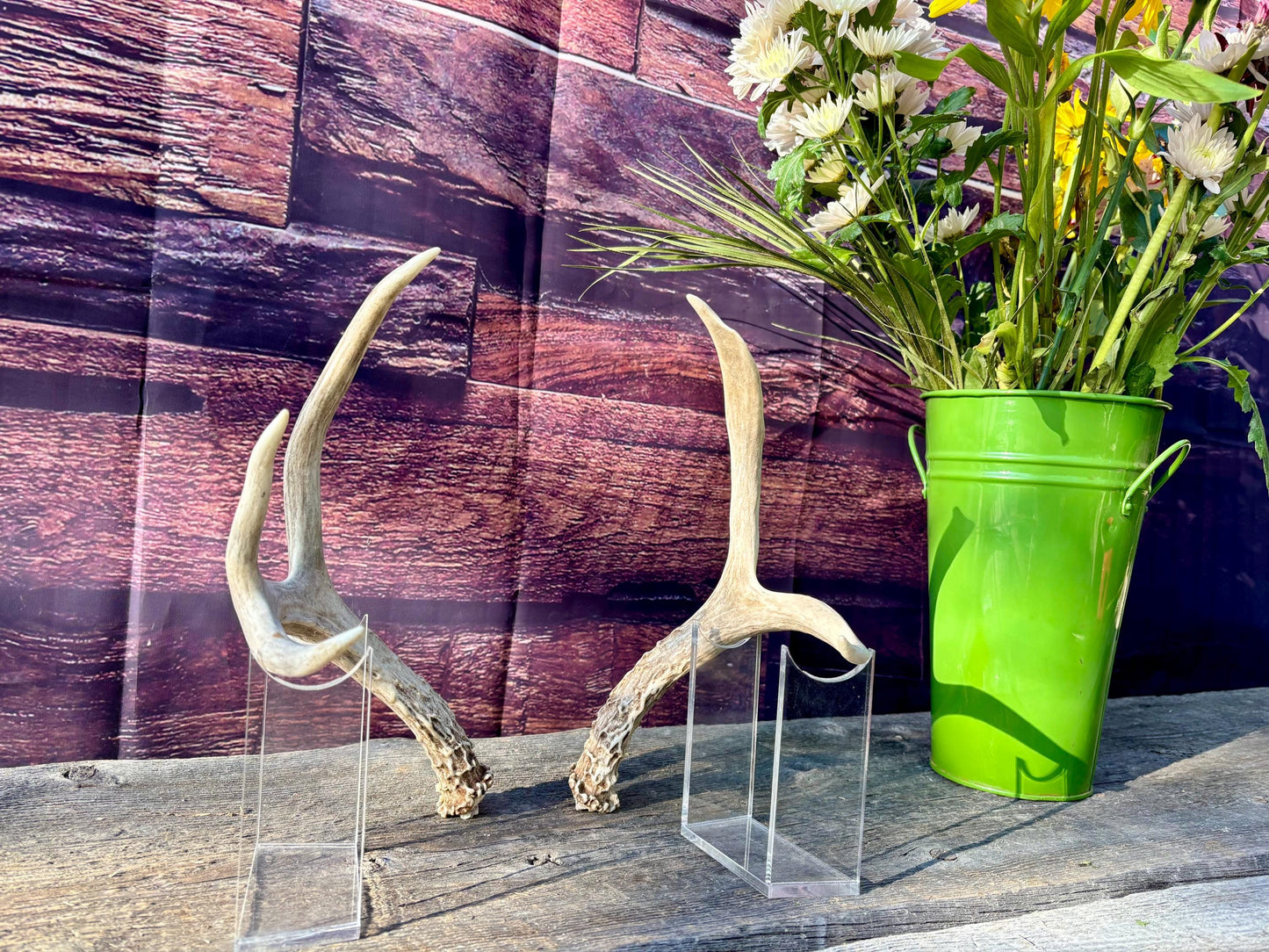 Deer Antlers - Mule deer Matching Set. Wild Canadian Mule deer Buck Antlers for Crafting, Decor and More