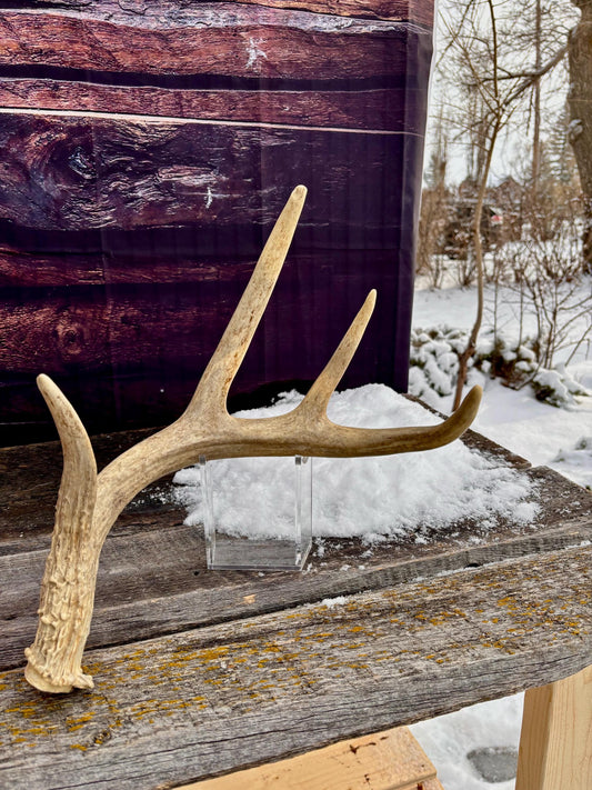 Deer Antler - White White-tailed deer Antler. Rustic Decor. Antler for decor, design, crafting and more