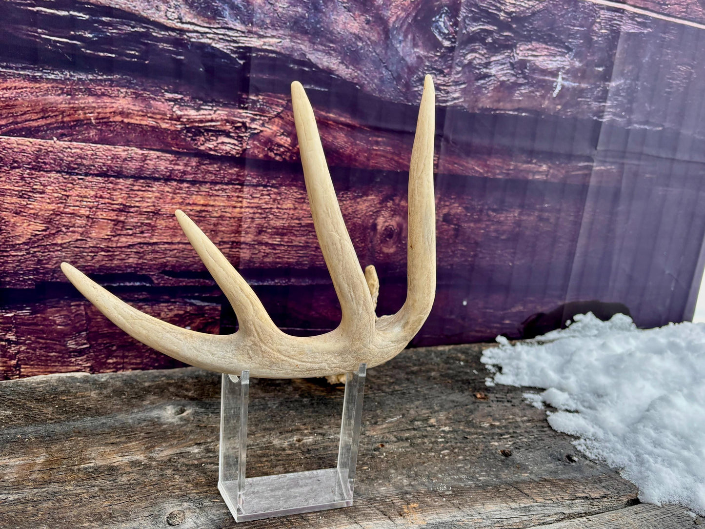 Deer Antler - Large White-tailed deer Antler. Rustic Decor. Classic 5pt Antler for decor, design, crafting and more