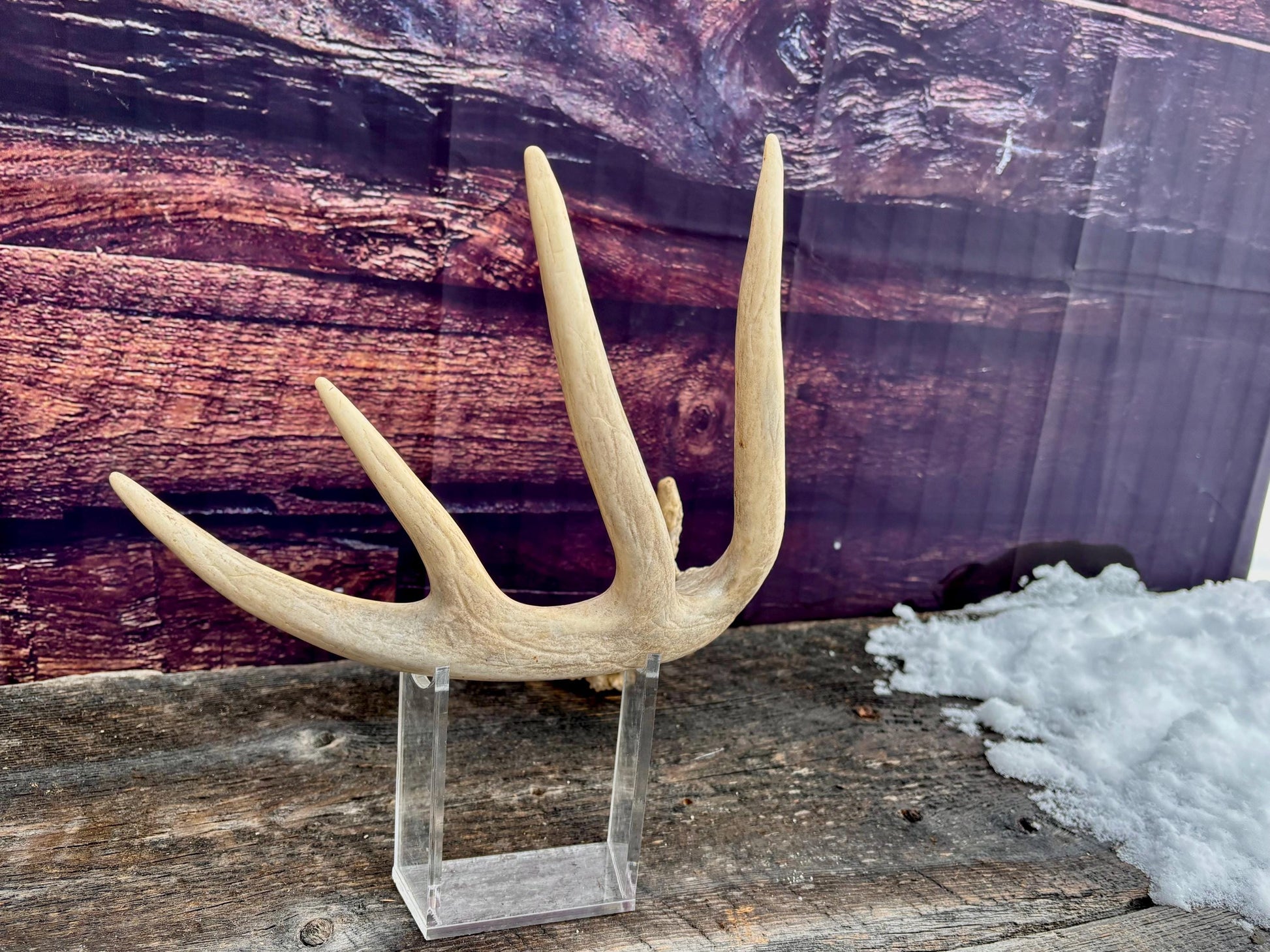 Deer Antler - Large White-tailed deer Antler. Rustic Decor. Classic 5pt Antler for decor, design, crafting and more