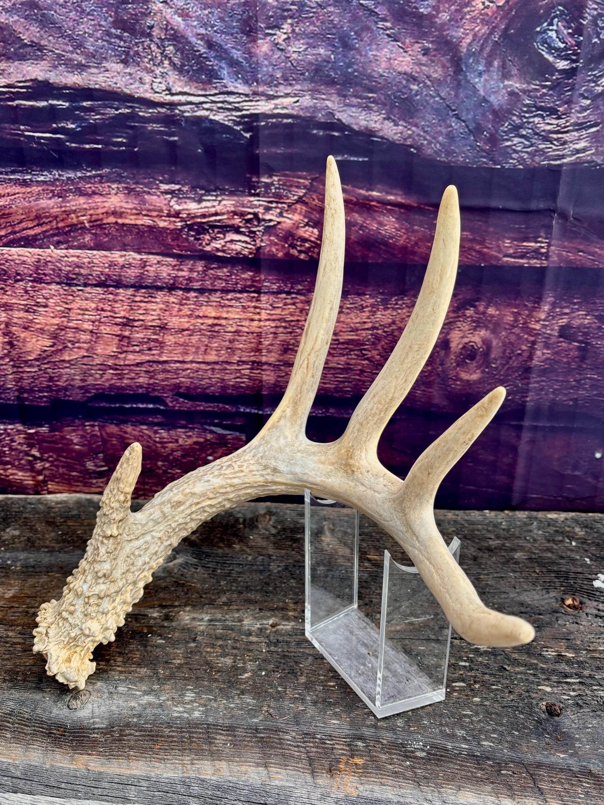 Deer Antler - Large White-tailed deer Antler. Rustic Decor. Classic 5pt Antler for decor, design, crafting and more