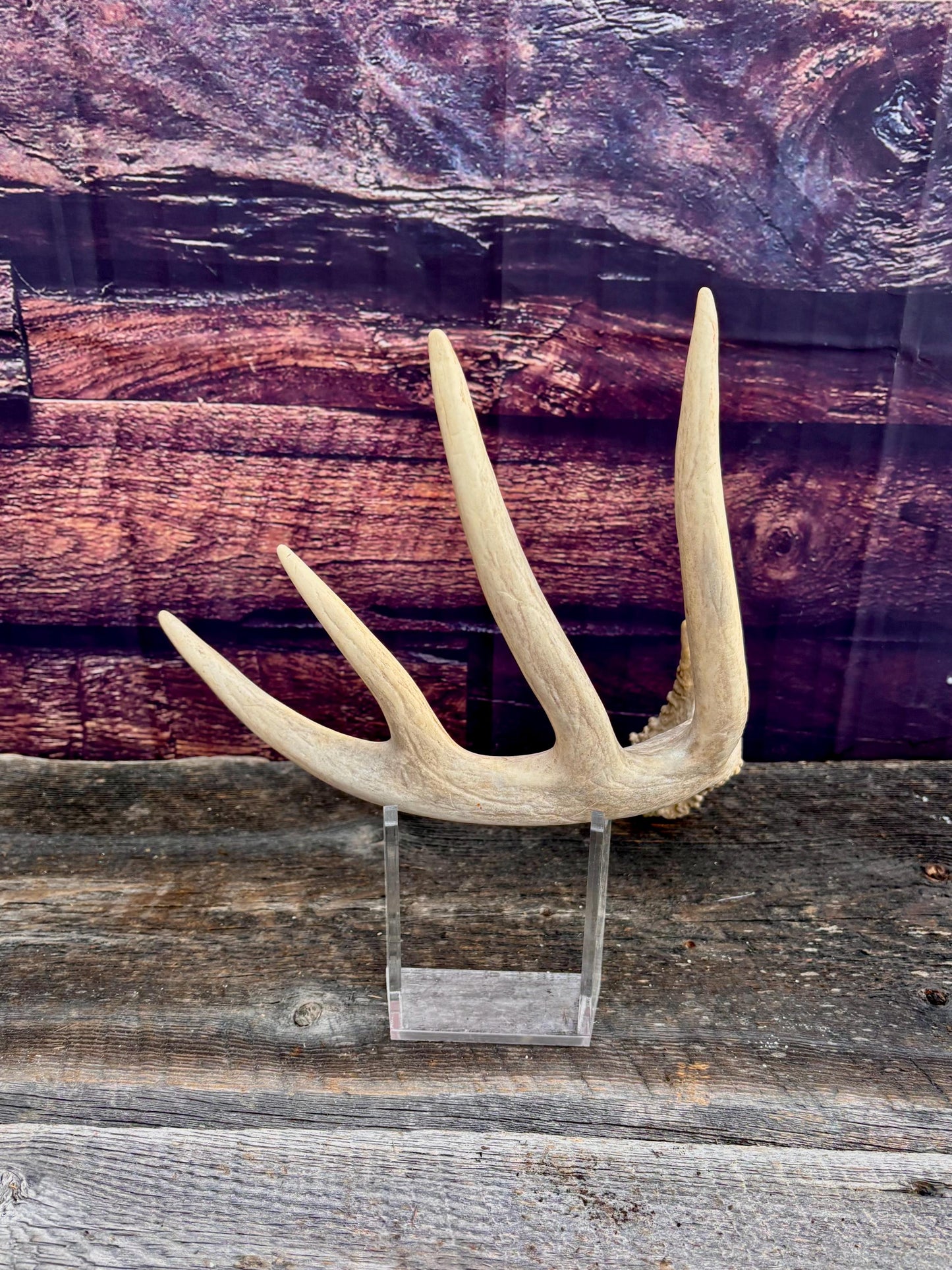 Deer Antler - Large White-tailed deer Antler. Rustic Decor. Classic 5pt Antler for decor, design, crafting and more
