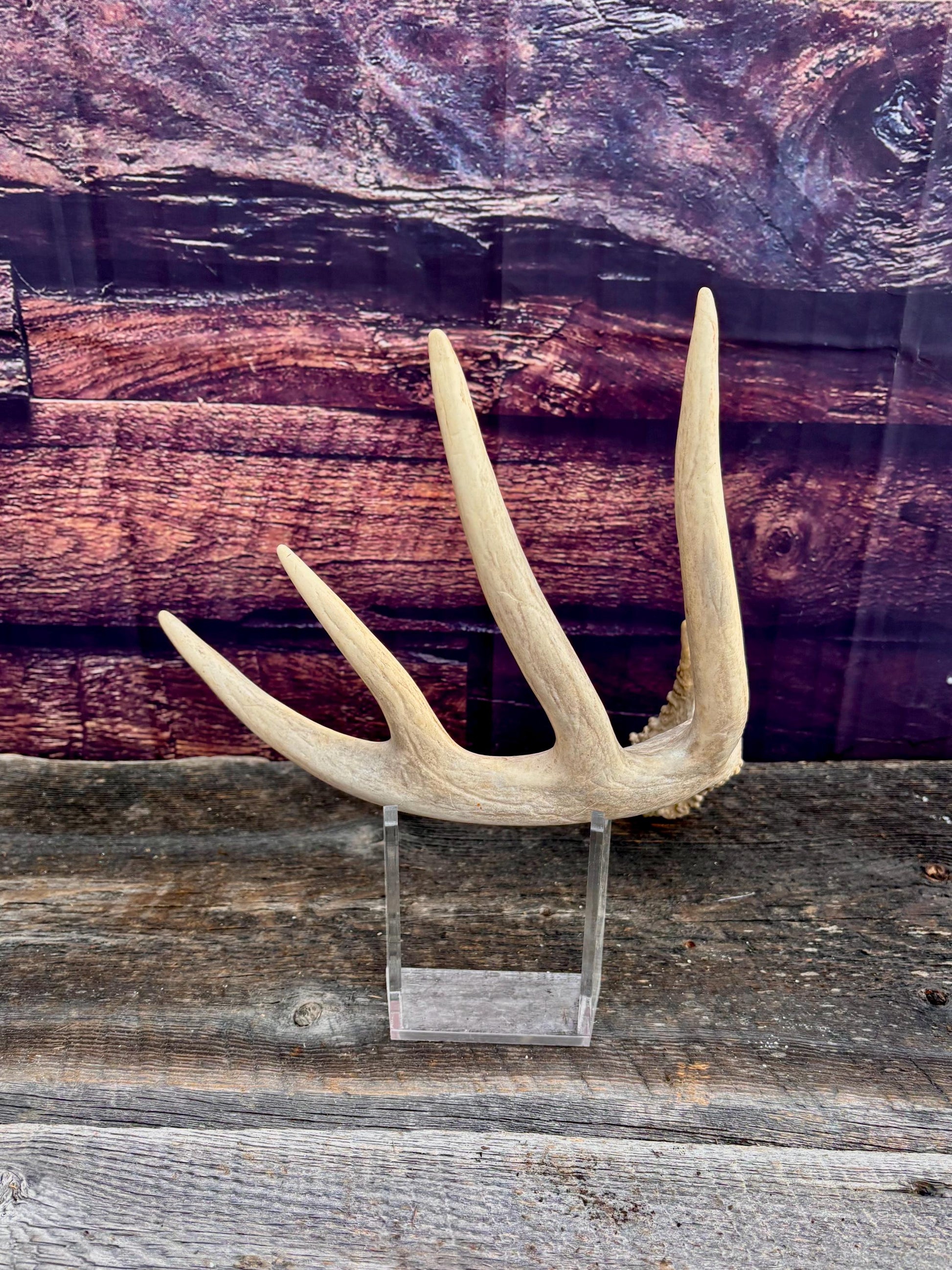 Deer Antler - Large White-tailed deer Antler. Rustic Decor. Classic 5pt Antler for decor, design, crafting and more