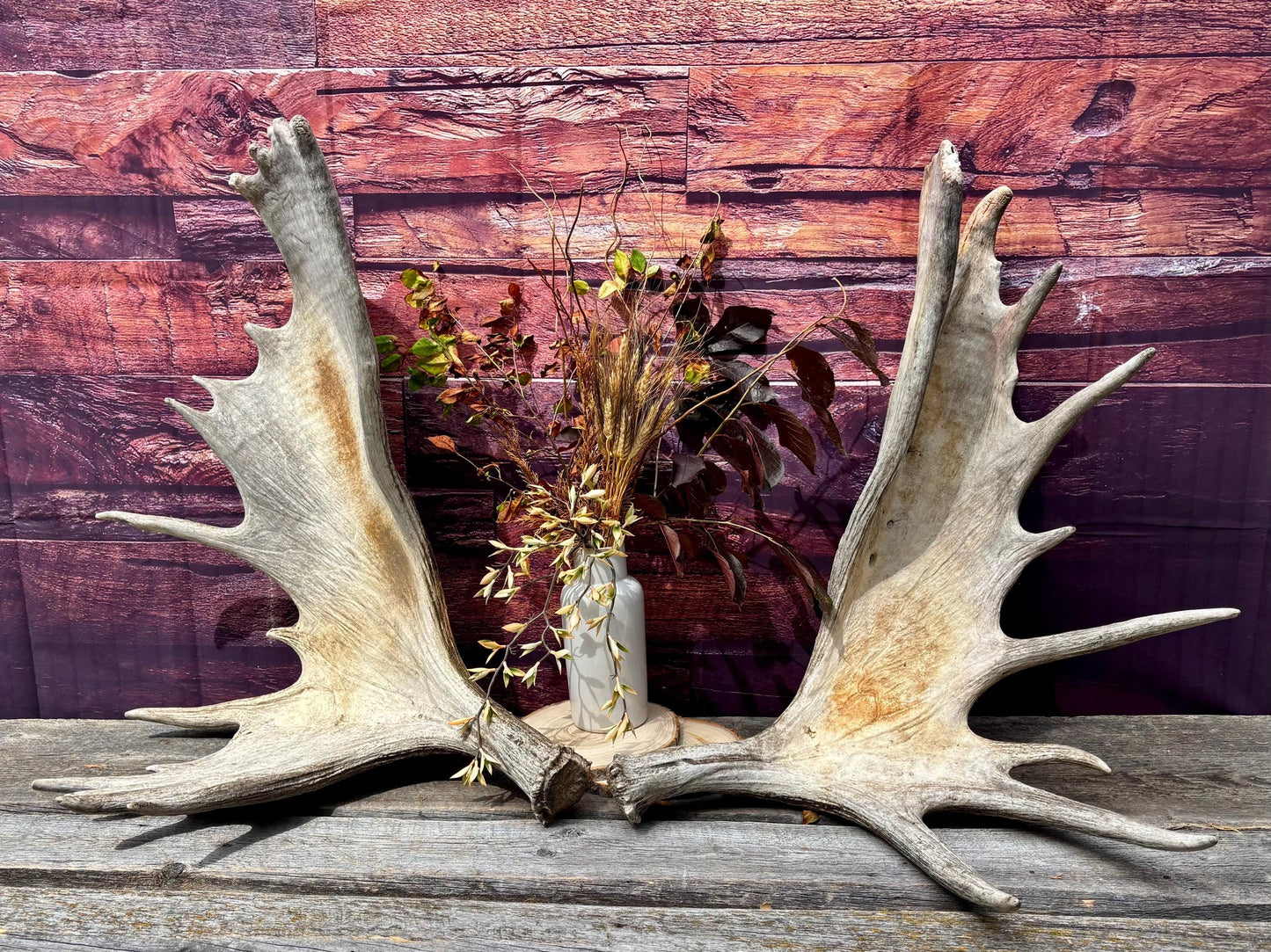 Enormous Alberta Moose Antler Set. Massive antlers for wall decor, crafting, carving and more.