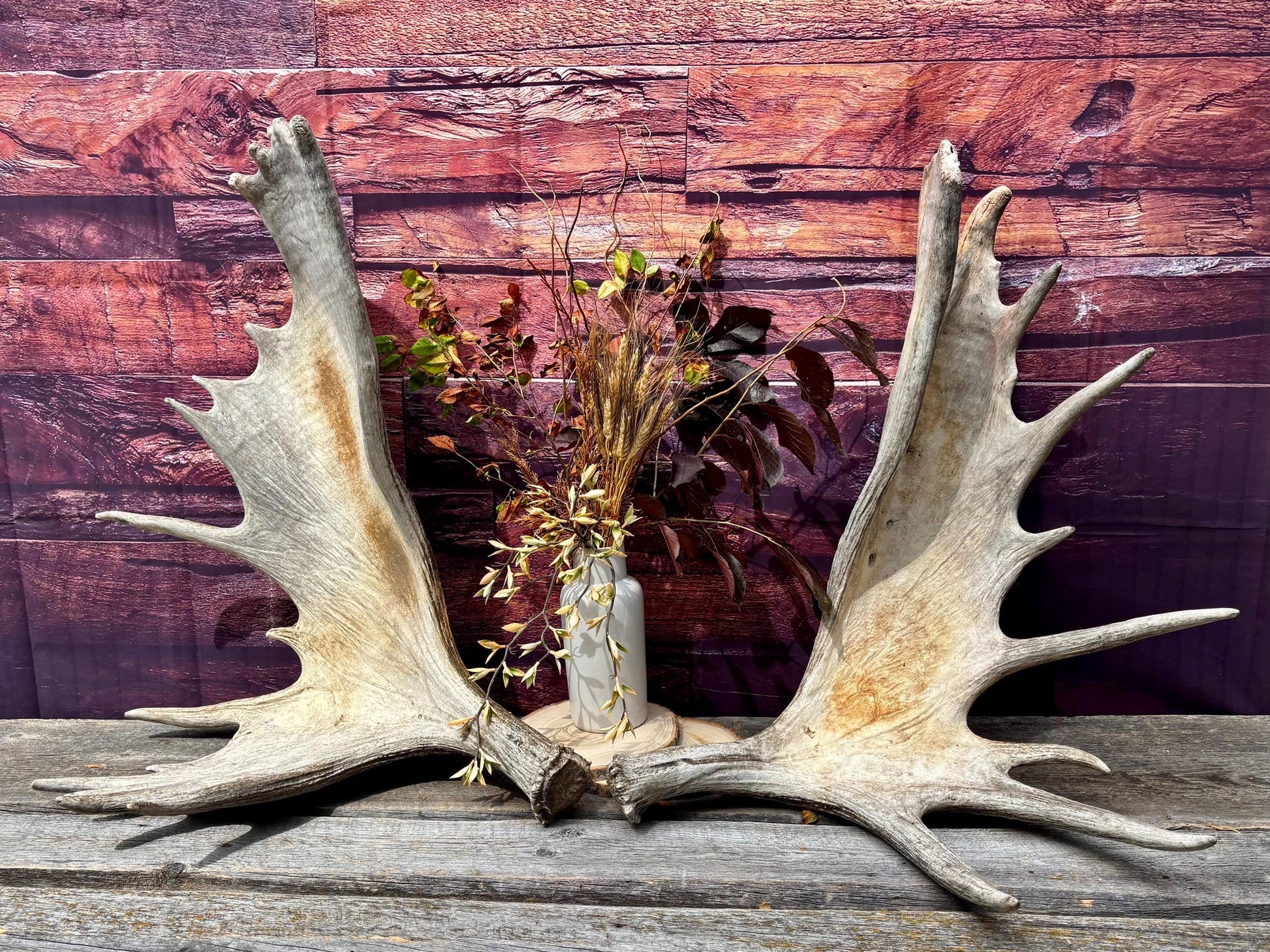 Enormous Alberta Moose Antler Set. Massive antlers for wall decor, crafting, carving and more.