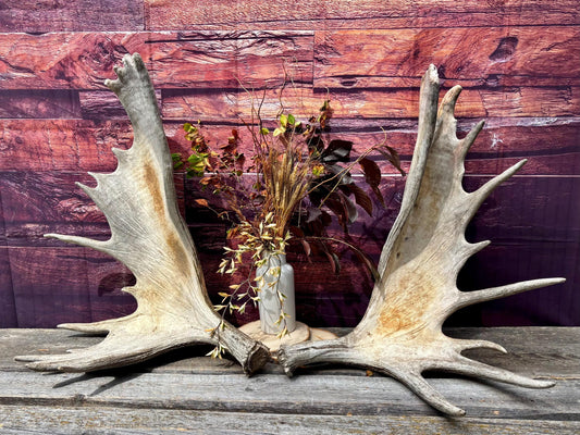 Enormous Alberta Moose Antler Set. Massive antlers for wall decor, crafting, carving and more.
