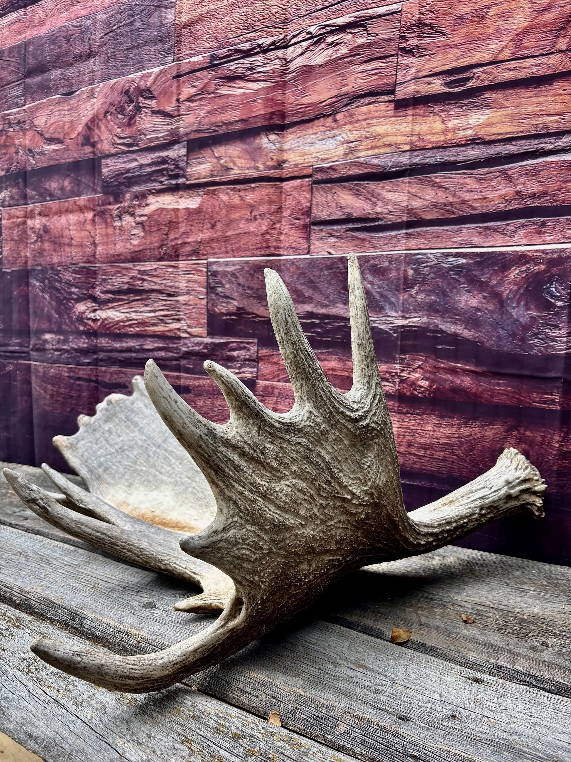 Enormous Alberta Moose Antler Set. Massive antlers for wall decor, crafting, carving and more.