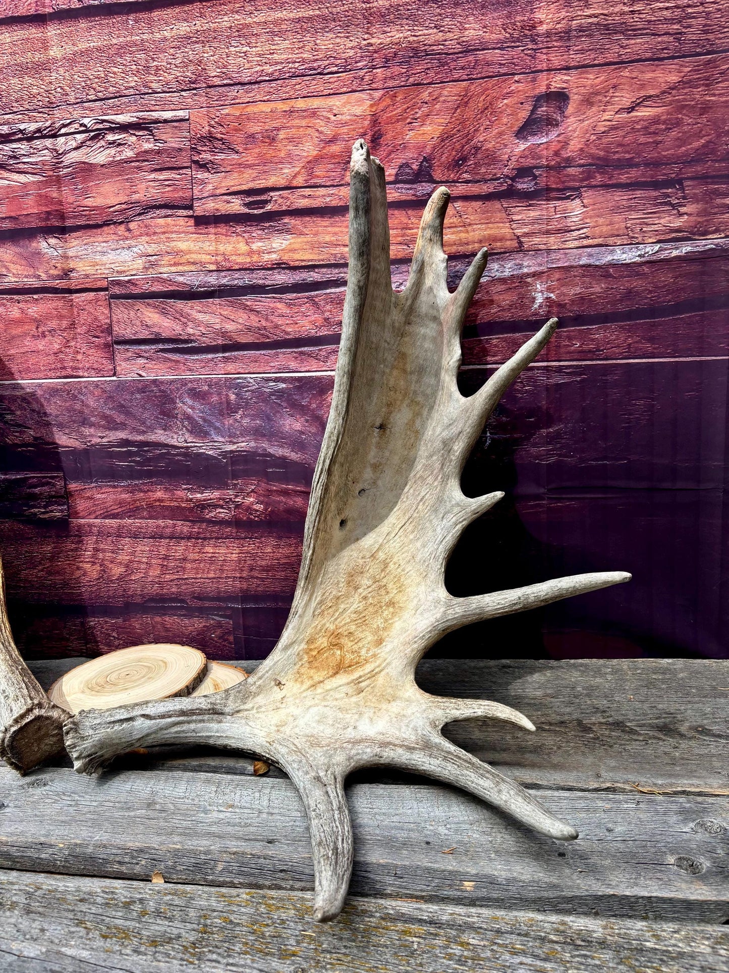 Enormous Alberta Moose Antler Set. Massive antlers for wall decor, crafting, carving and more.