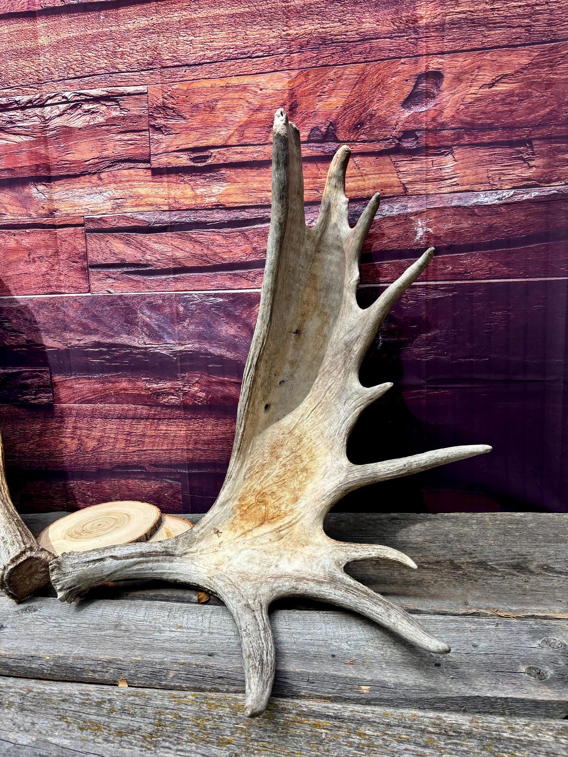 Enormous Alberta Moose Antler Set. Massive antlers for wall decor, crafting, carving and more.