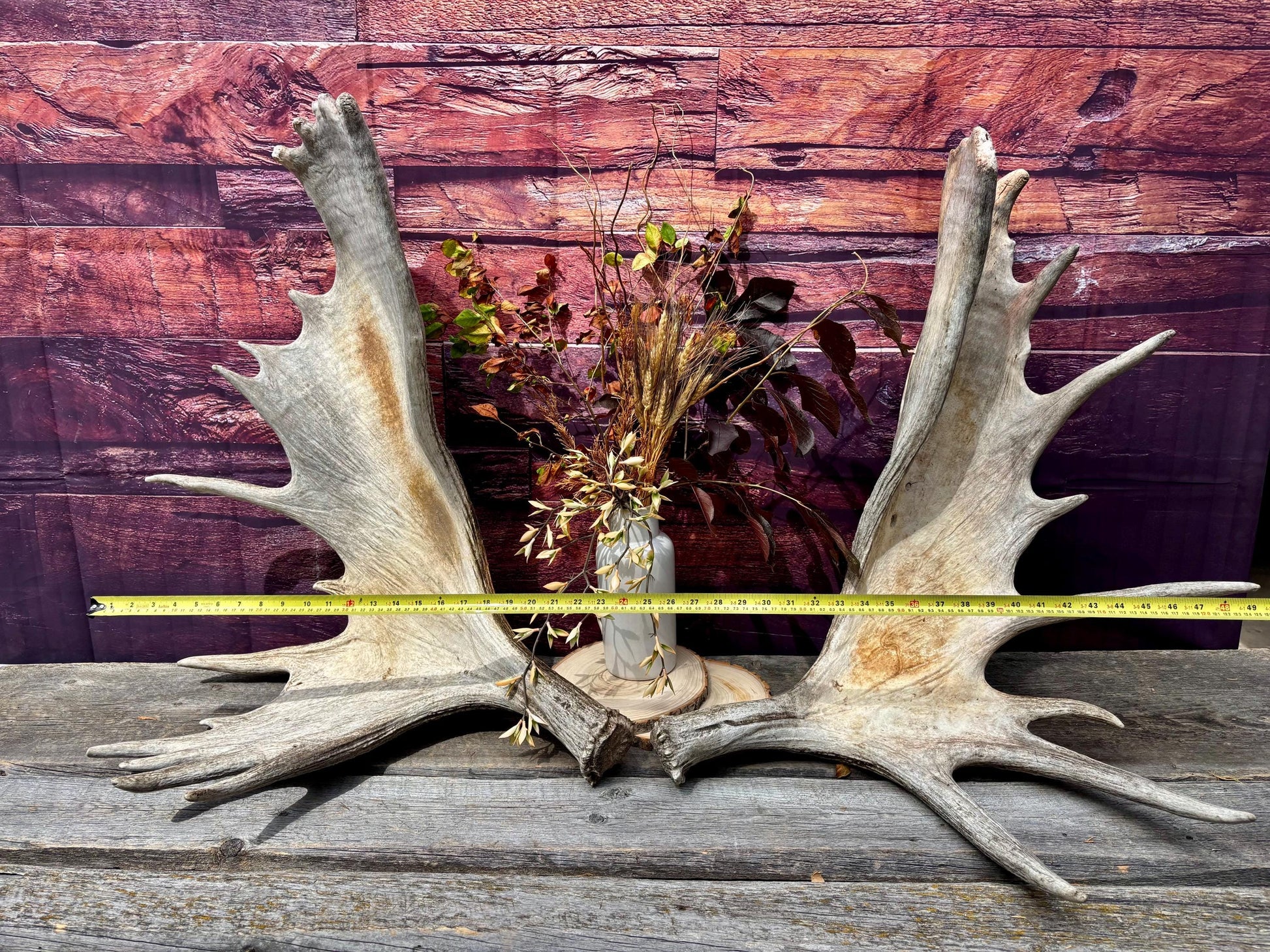 Enormous Alberta Moose Antler Set. Massive antlers for wall decor, crafting, carving and more.