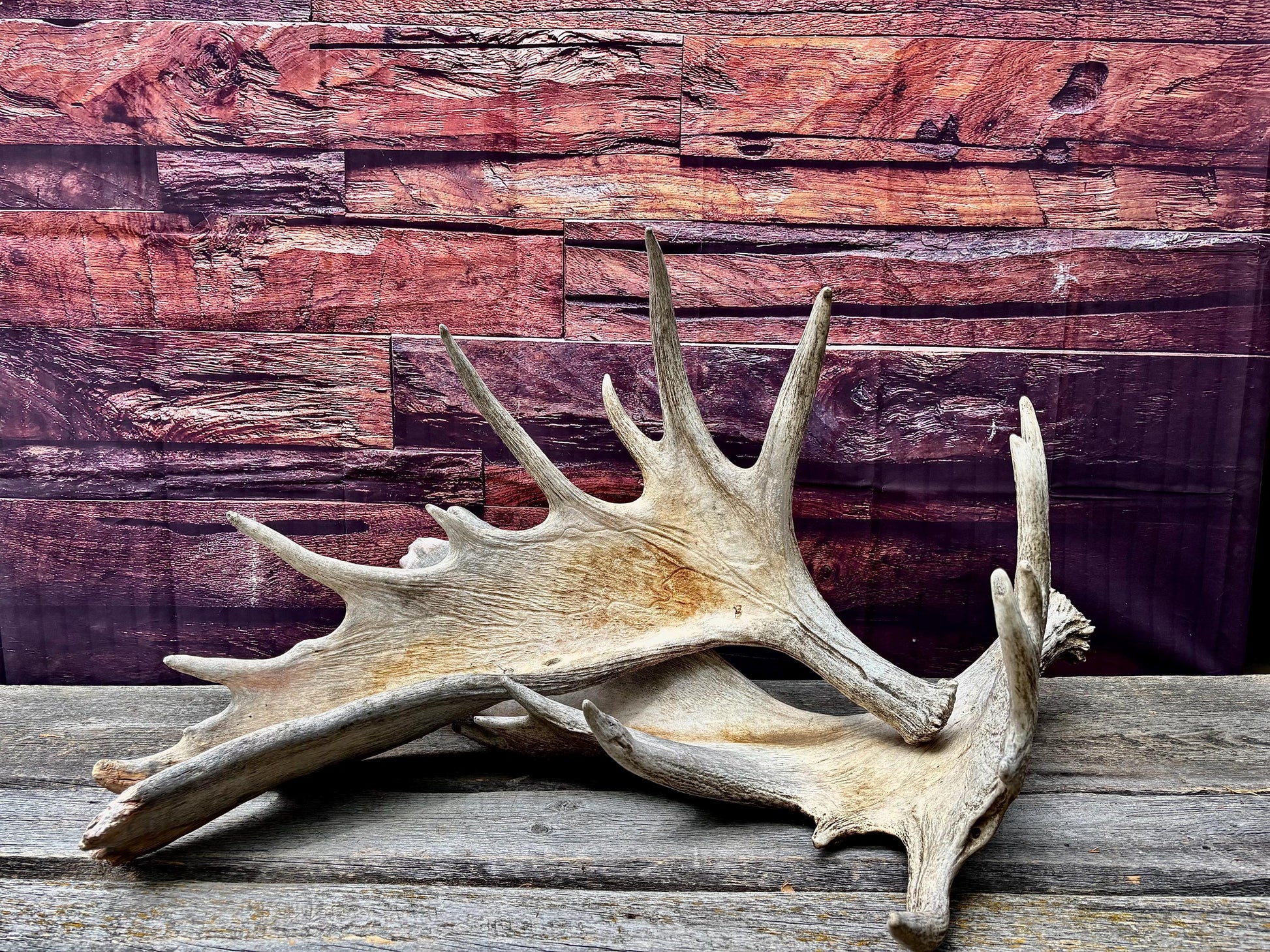Enormous Alberta Moose Antler Set. Massive antlers for wall decor, crafting, carving and more.
