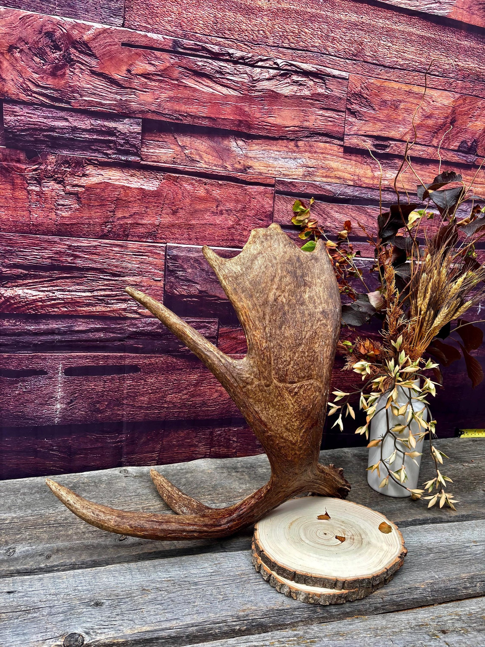 Bull Moose Antler. Super Fresh, Dark-Colored Moose “Paddle” For Crafting, Decor and More
