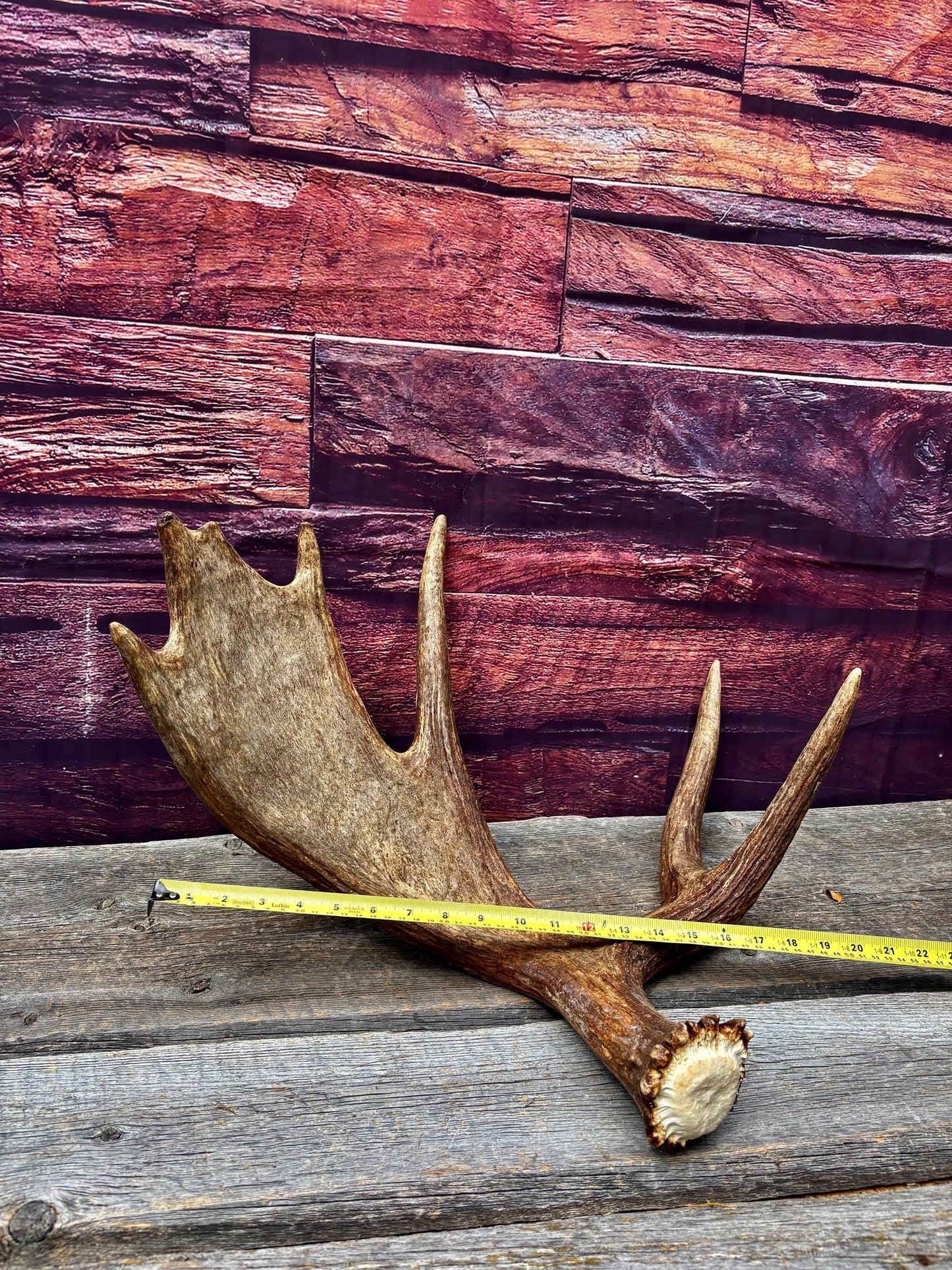 Bull Moose Antler. Super Fresh, Dark-Colored Moose “Paddle” For Crafting, Decor and More