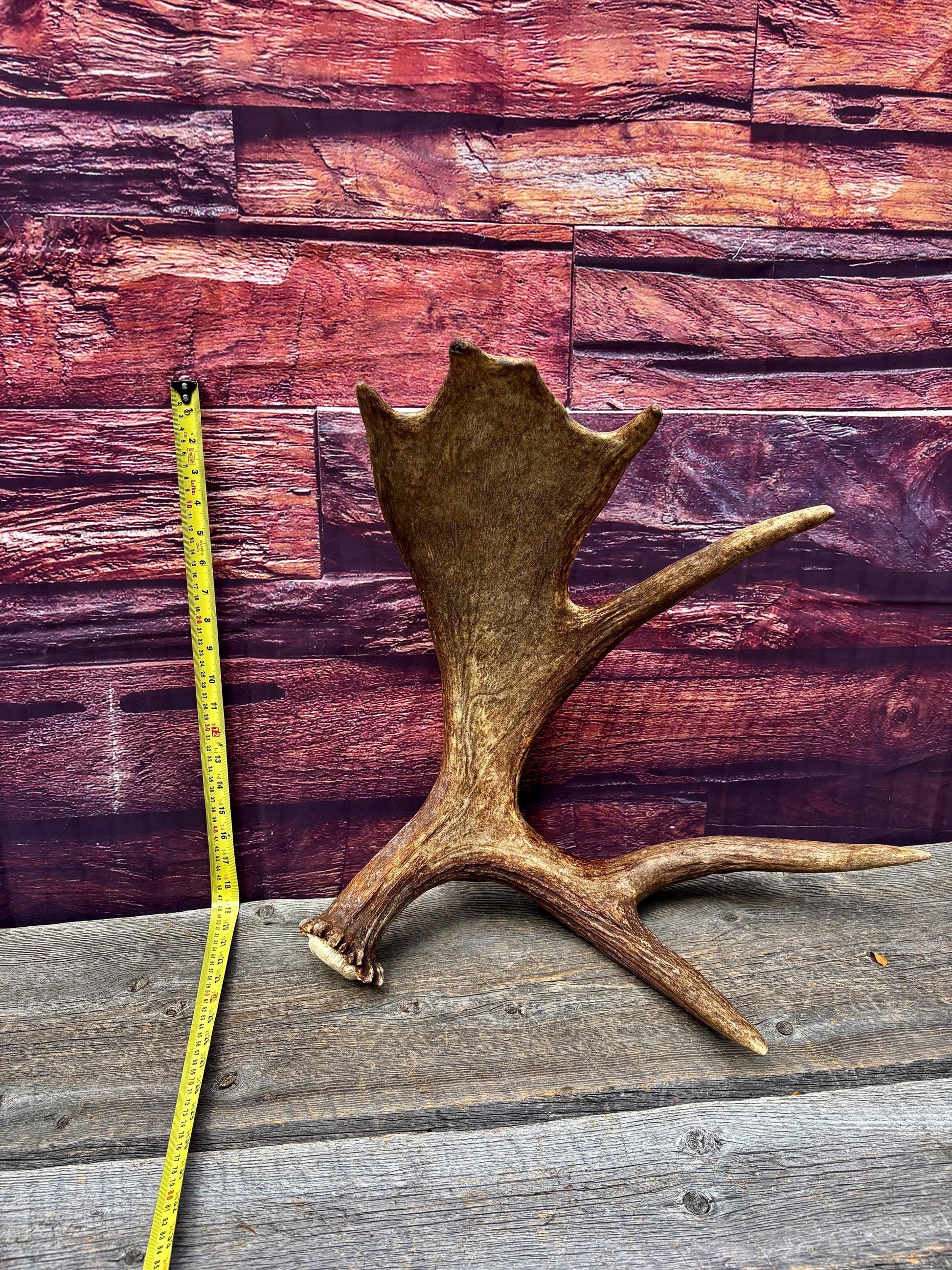 Bull Moose Antler. Super Fresh, Dark-Colored Moose “Paddle” For Crafting, Decor and More