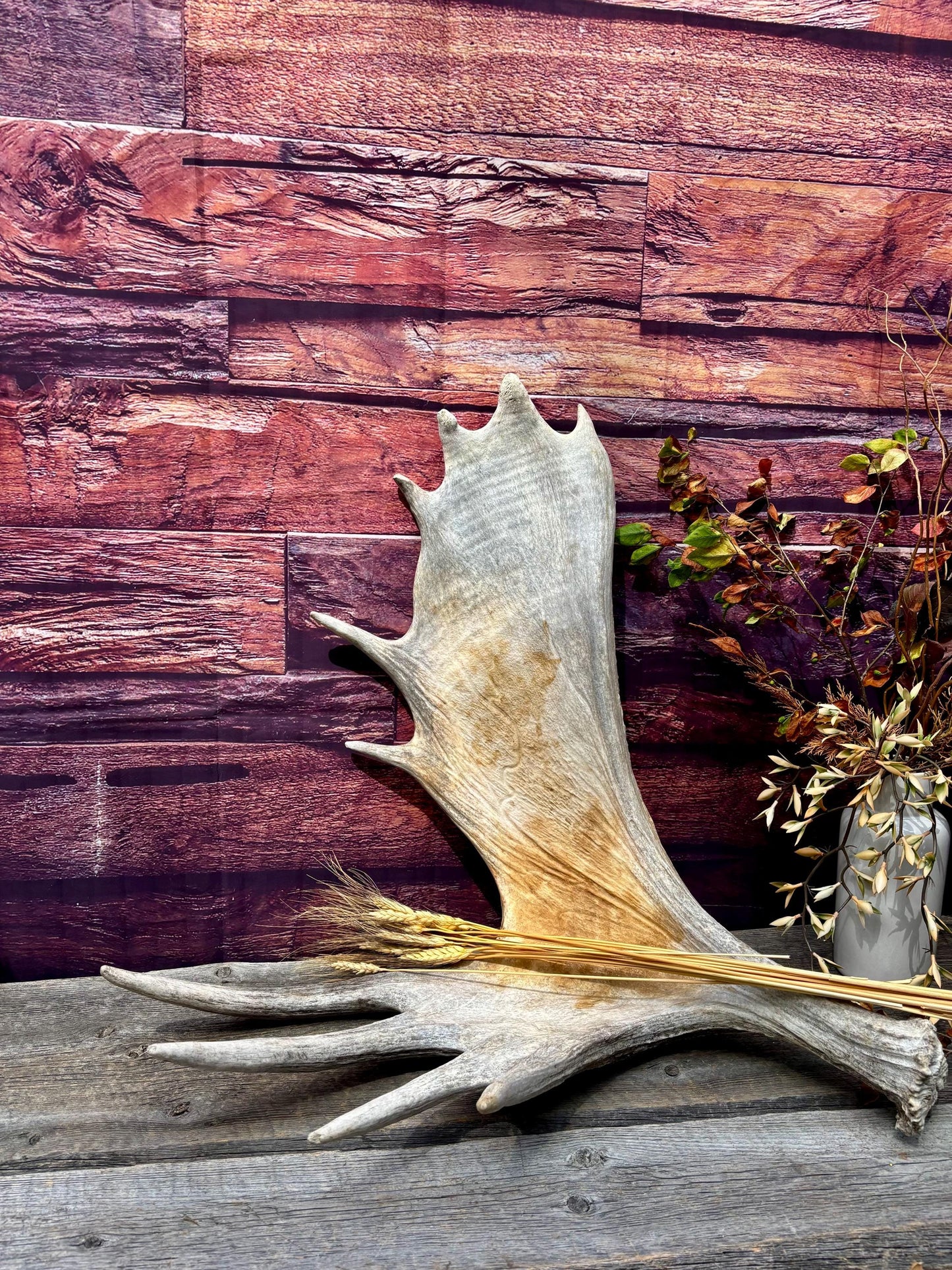 Large Bull Moose Antler. Extra Large - “Super Sized” Antler for Crafting, Decor, Interior Design, and more!