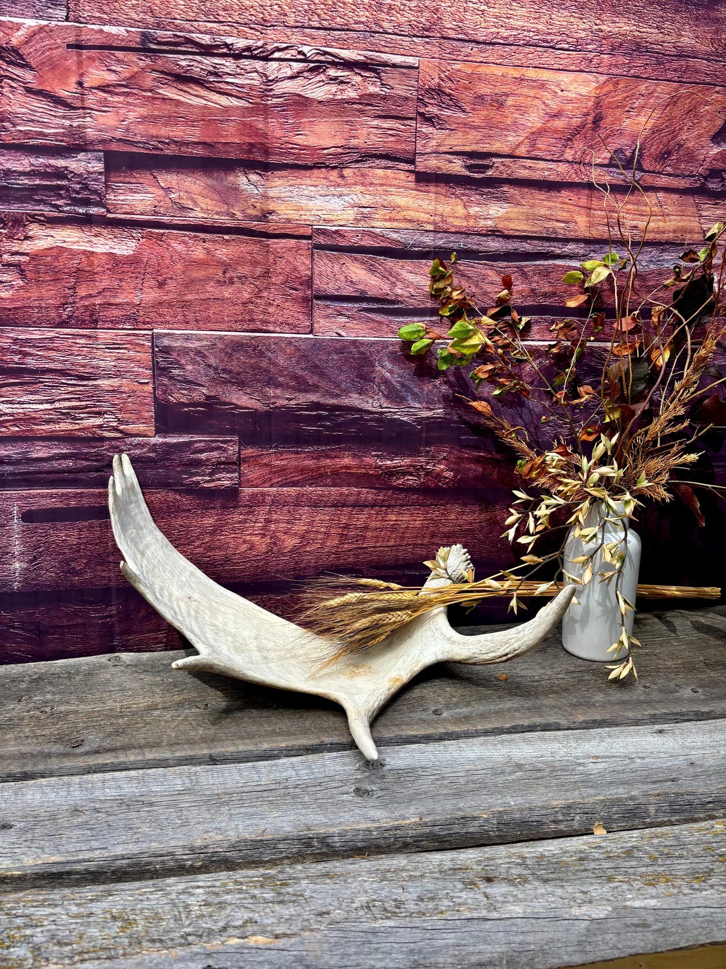 Large Bull Moose Antler. Antler for Crafting, Decor, Interior Design, and more!