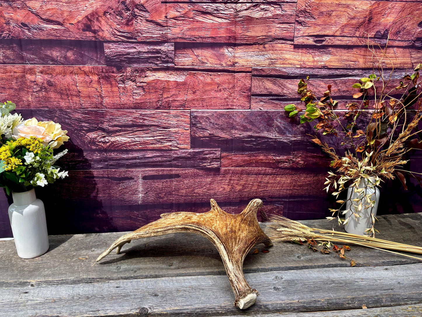 Large Bull Moose Antler. Antler for Crafting, Decor, Interior Design, and more!