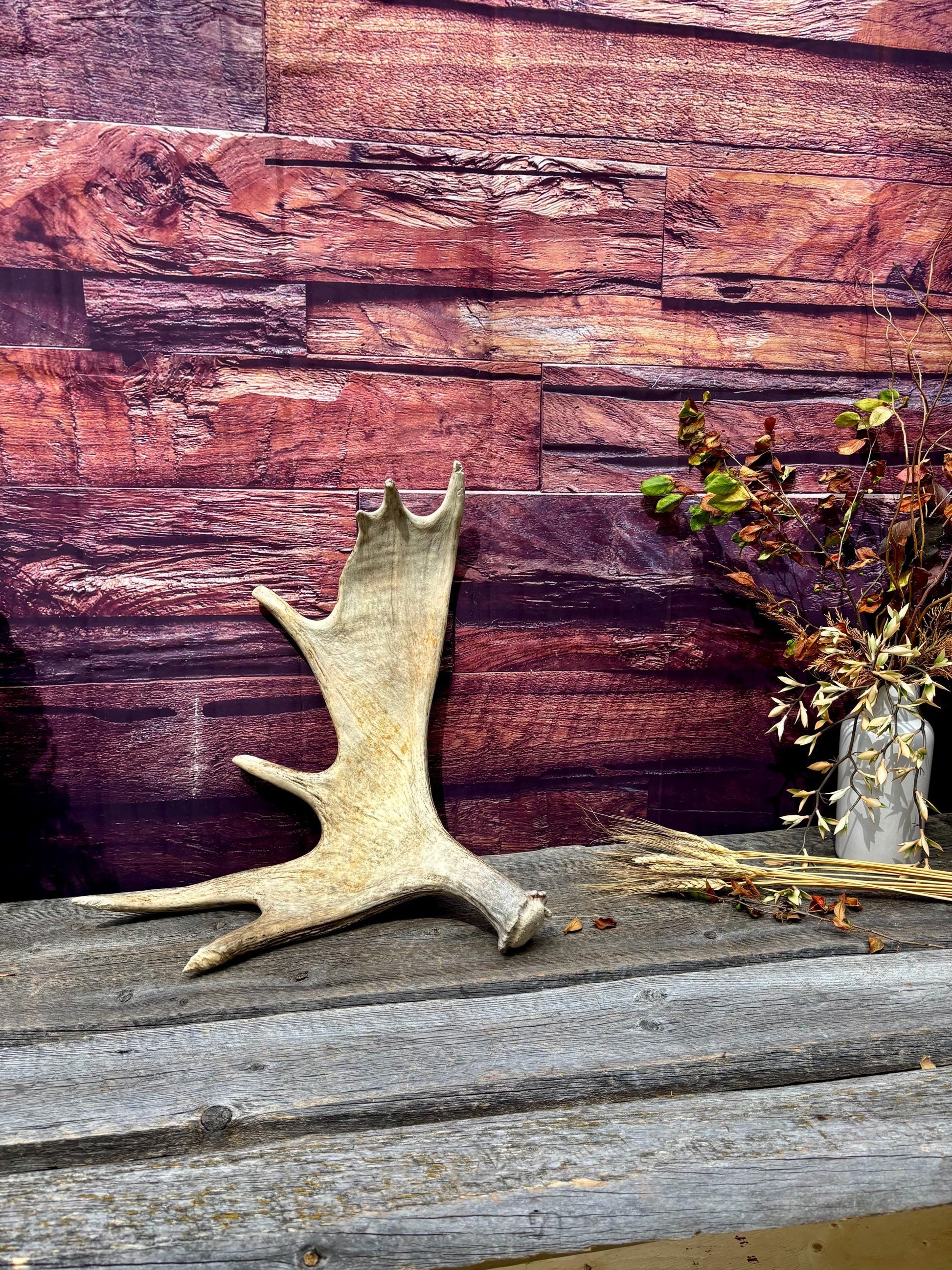 Large Bull Moose Antler. Antler for Crafting, Decor, Interior Design, and more!