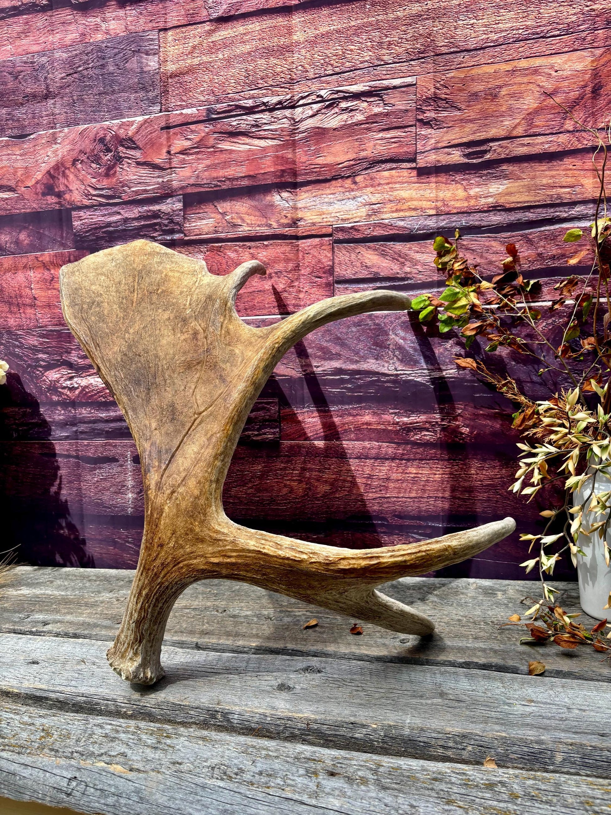Large Bull Moose Antler. Extra Large Antler for crafting decor and more!