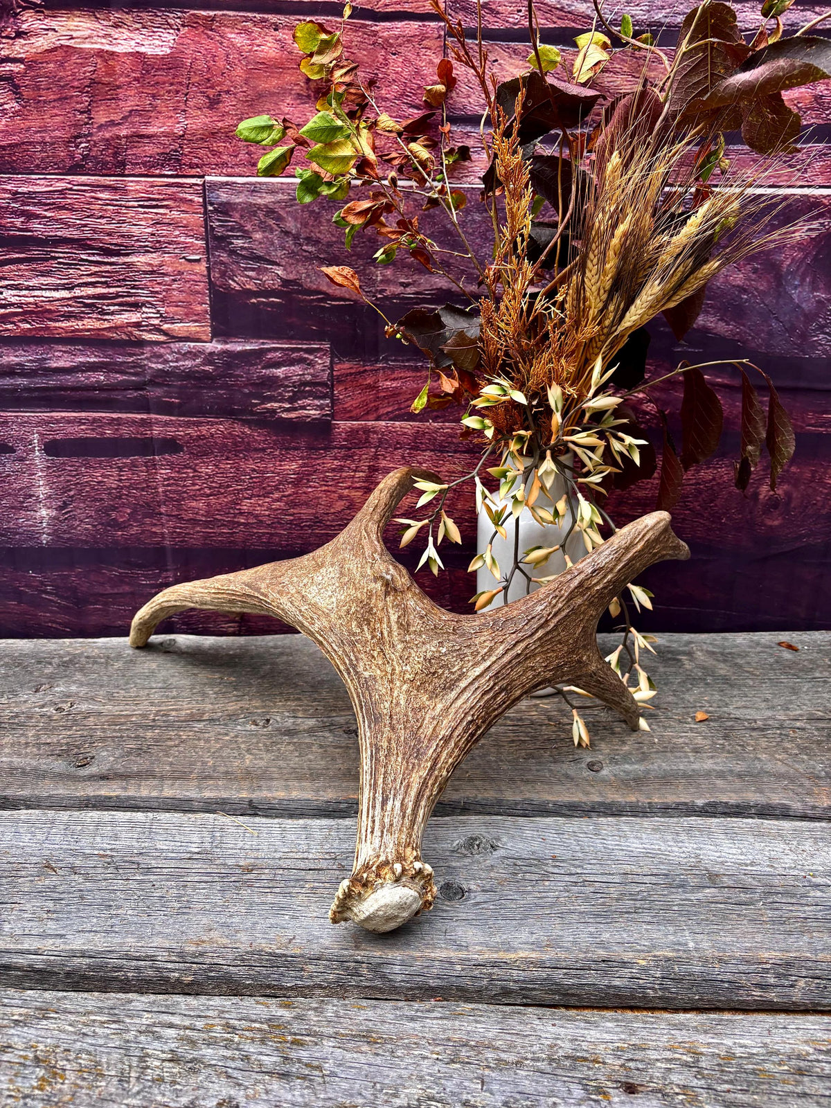 Med-sized Bull Moose Antler. Ideal Crafting, Carving or Decor Antler