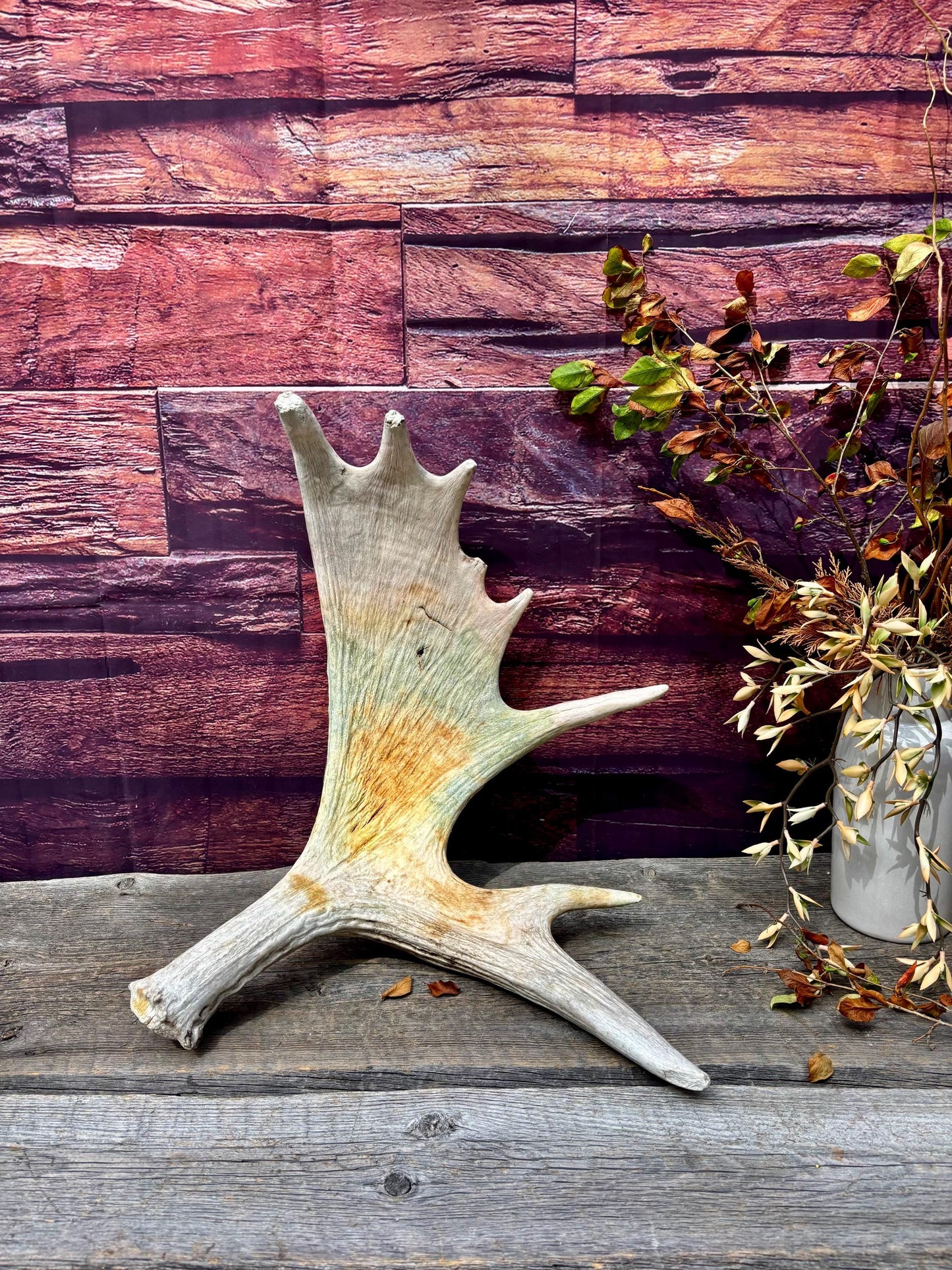 Wild Bull Moose Shed Antler. Interior Design and Decor Item.