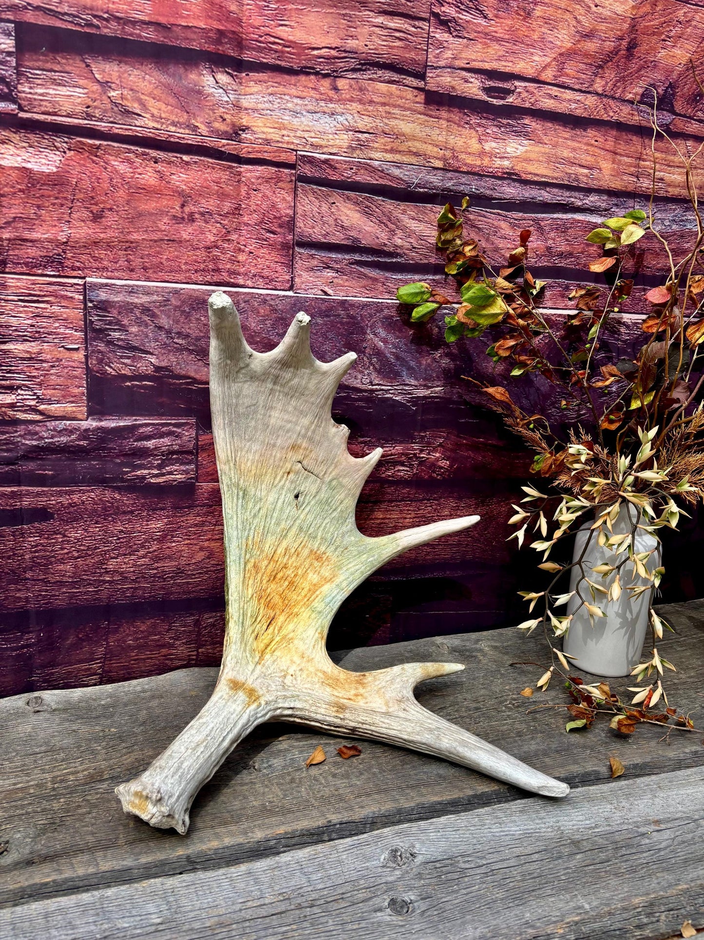 Wild Bull Moose Shed Antler. Interior Design and Decor Item.